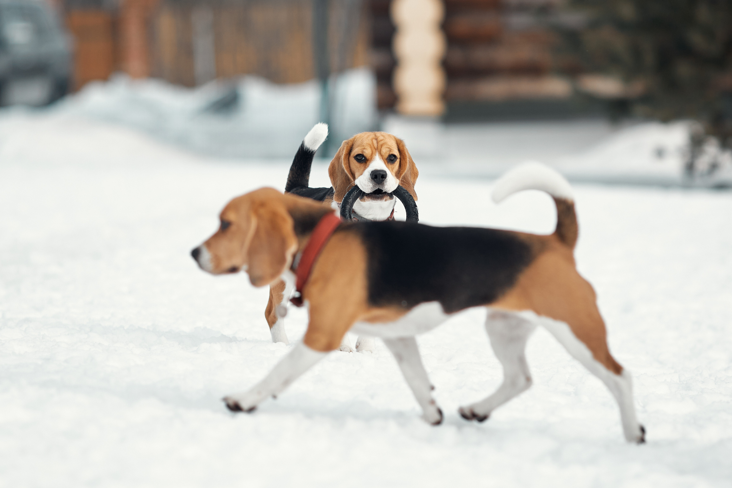 Бигледом. Фотограф-анималист Мартынова Анастасия