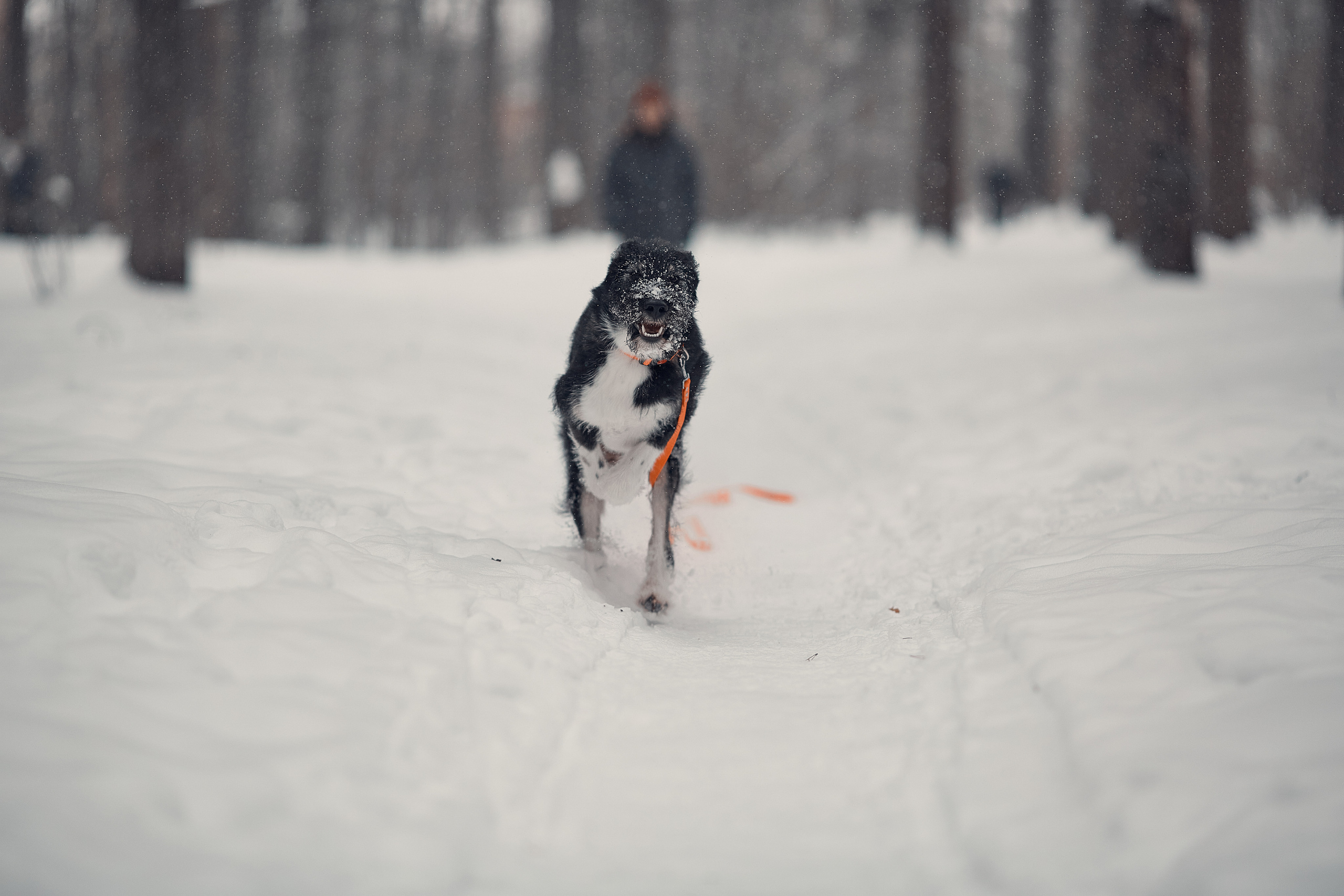 Пихта. Фотограф-анималист Мартынова Анастасия