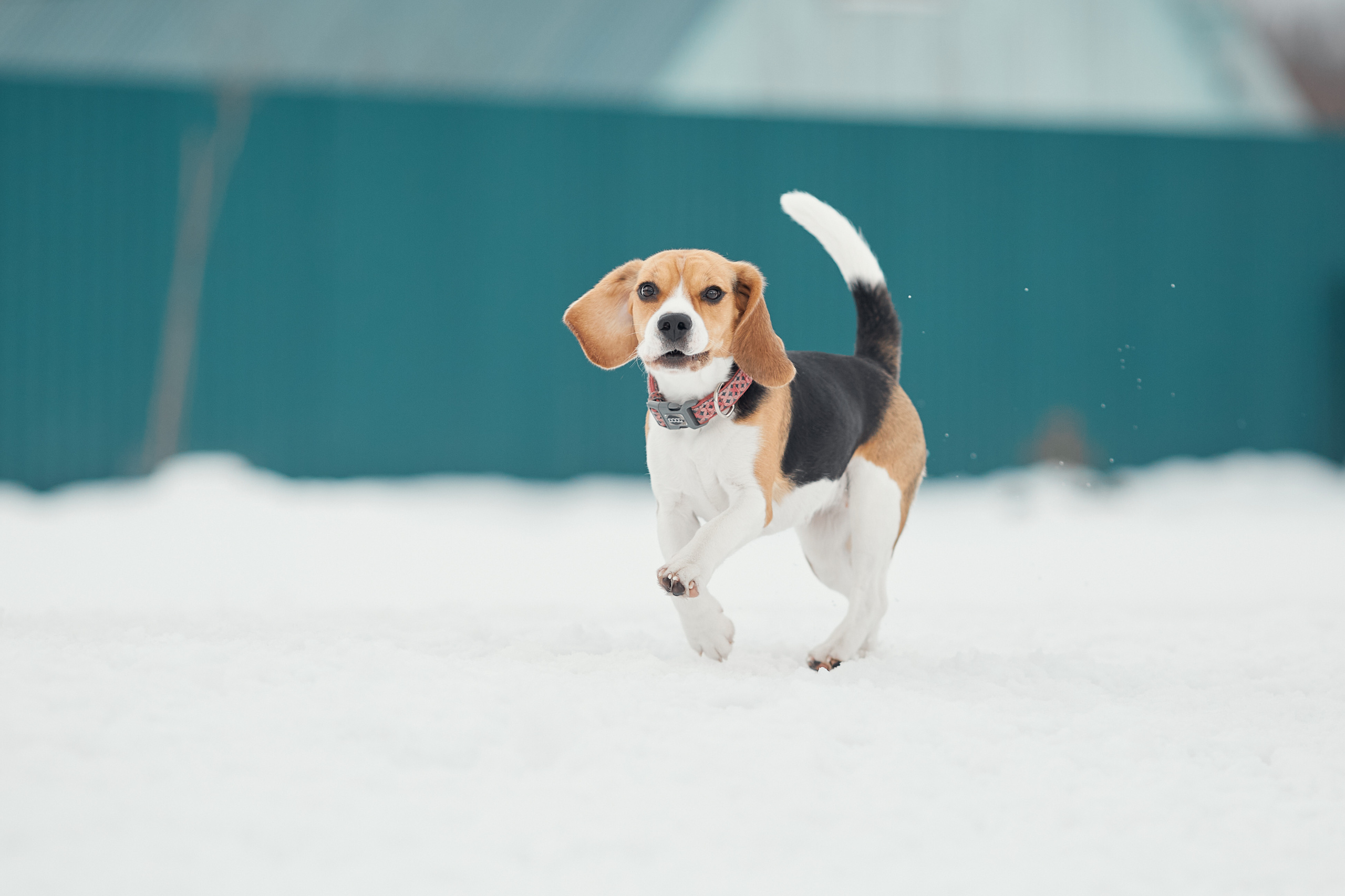 Бигледом. Фотограф-анималист Мартынова Анастасия