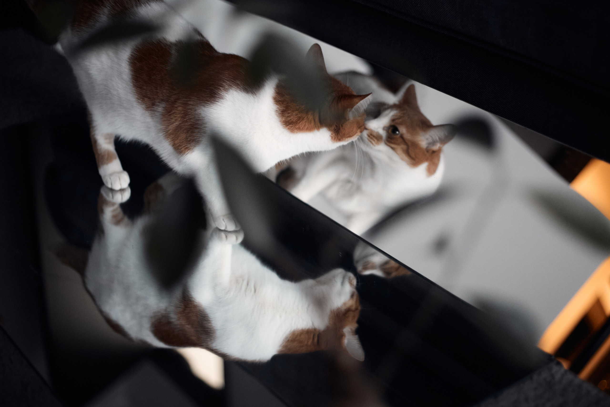 Лиса. Фотограф-анималист Мартынова Анастасия