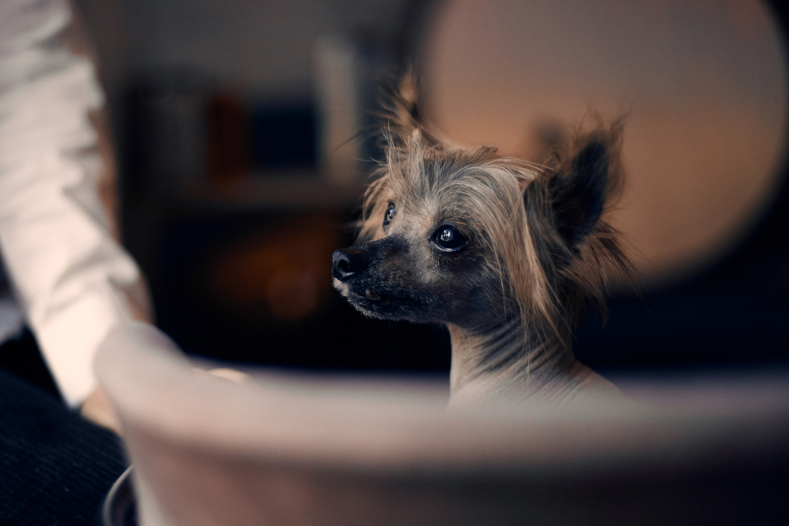 Надежда и Арчи. Фотограф-анималист Мартынова Анастасия