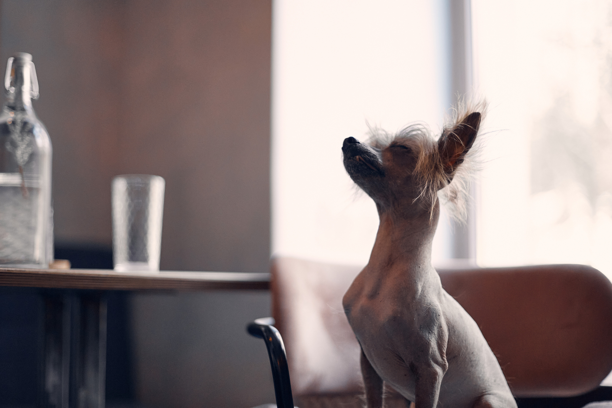 Надежда и Арчи. Фотограф-анималист Мартынова Анастасия