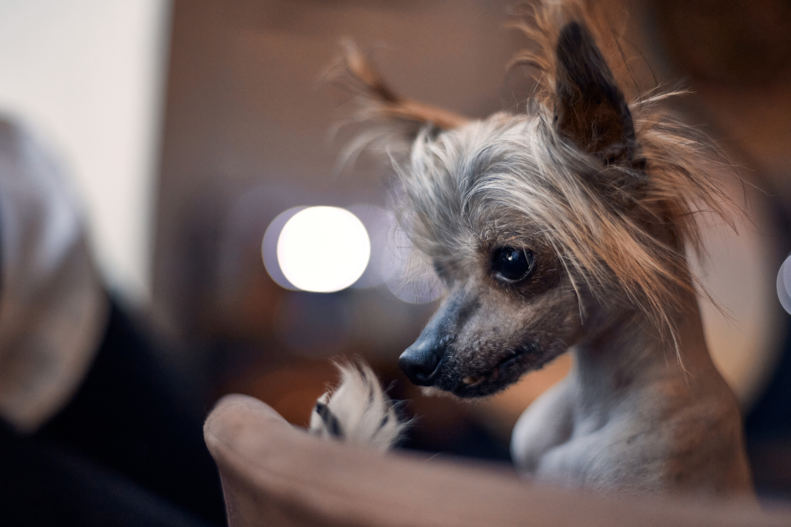 Надежда и Арчи. Фотограф-анималист Мартынова Анастасия