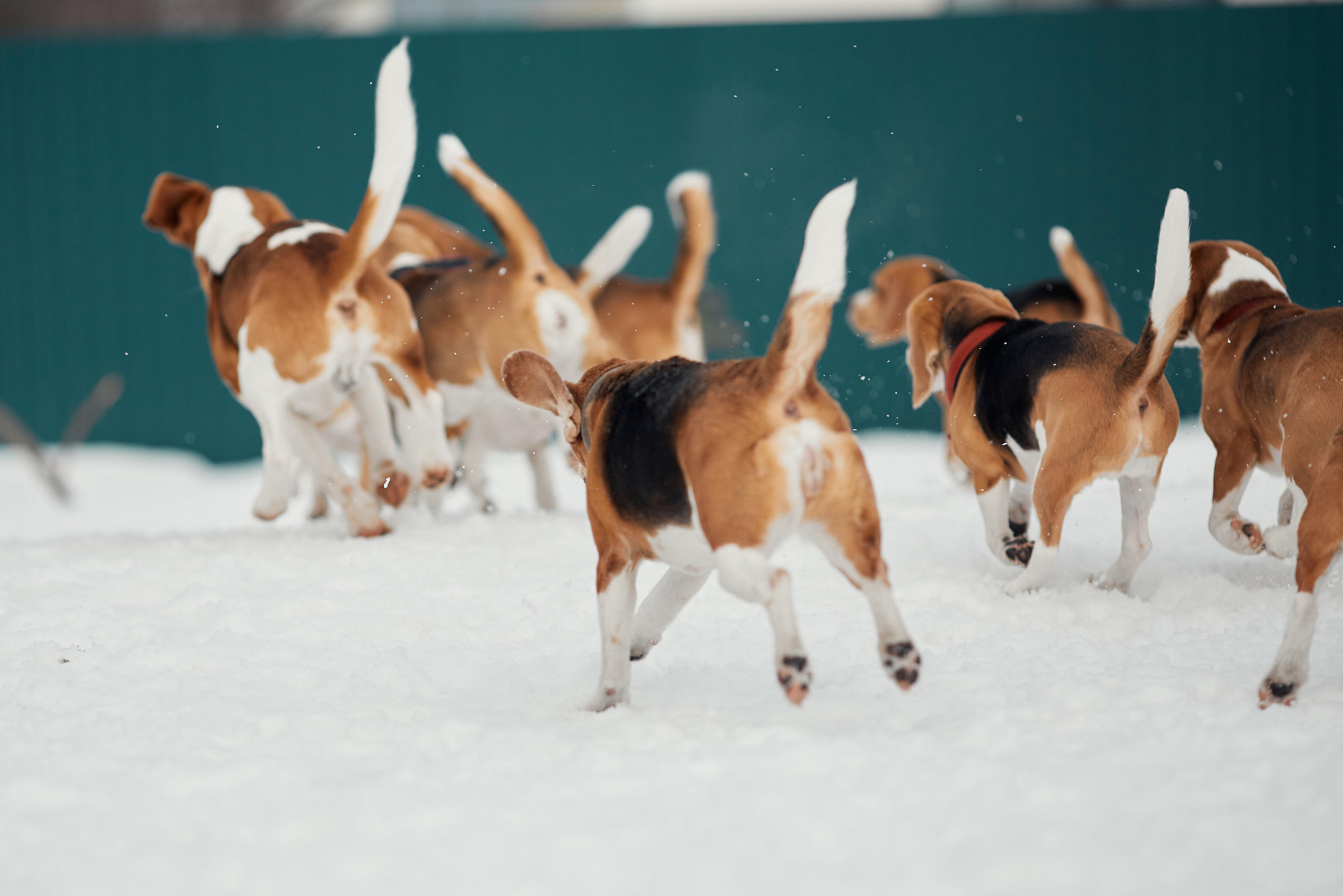 Бигледом. Фотограф-анималист Мартынова Анастасия