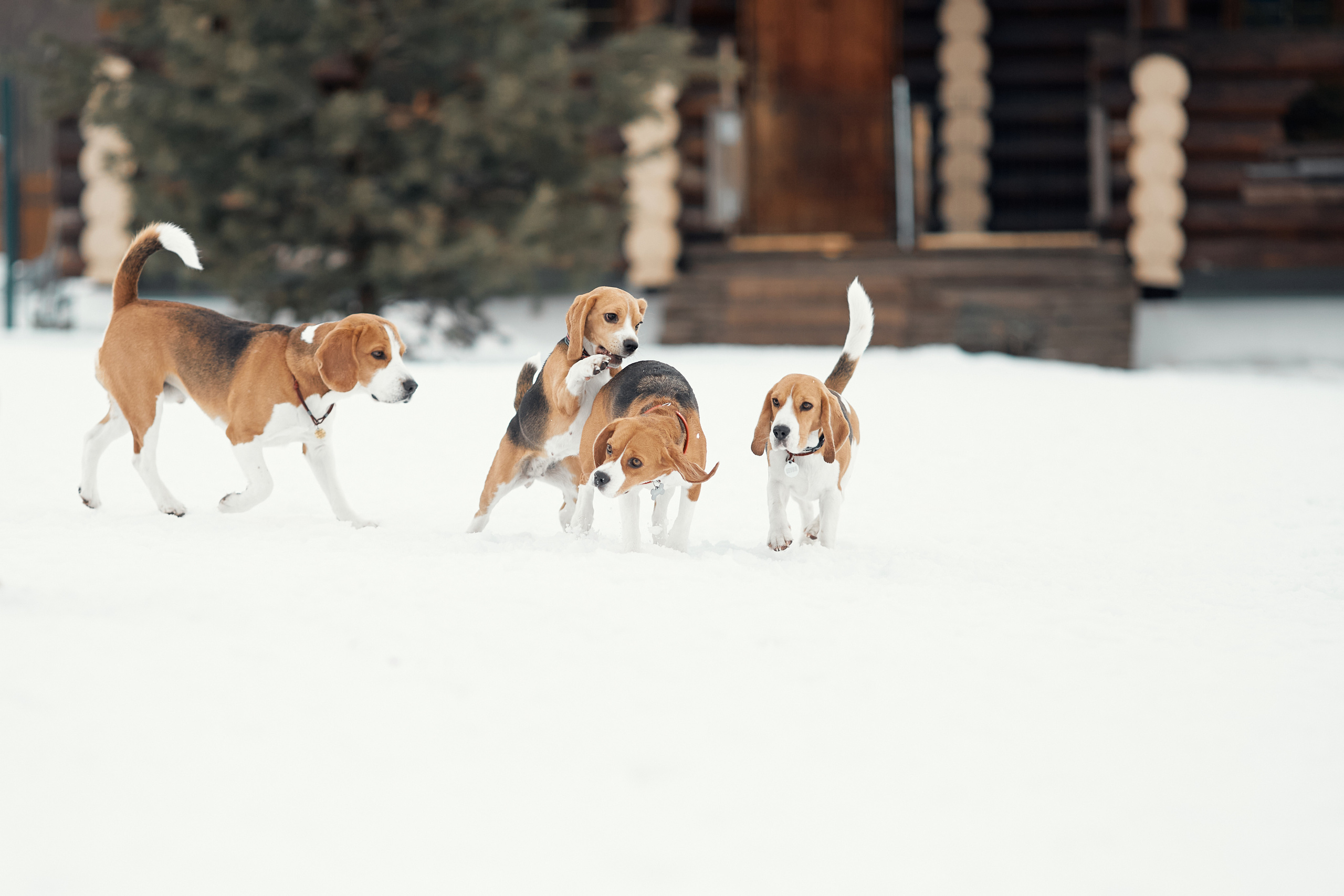 Бигледом. Фотограф-анималист Мартынова Анастасия