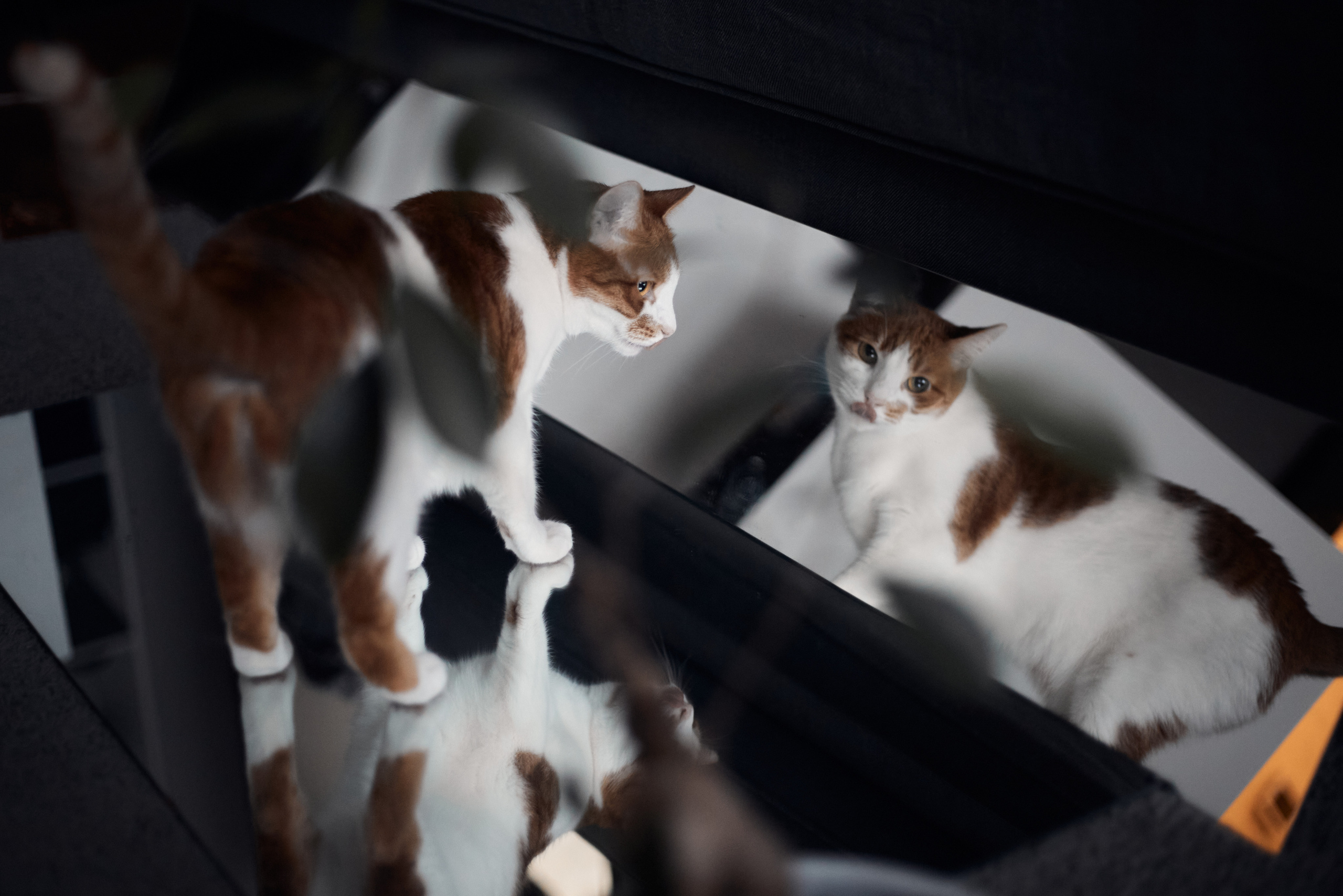 Лиса. Фотограф-анималист Мартынова Анастасия