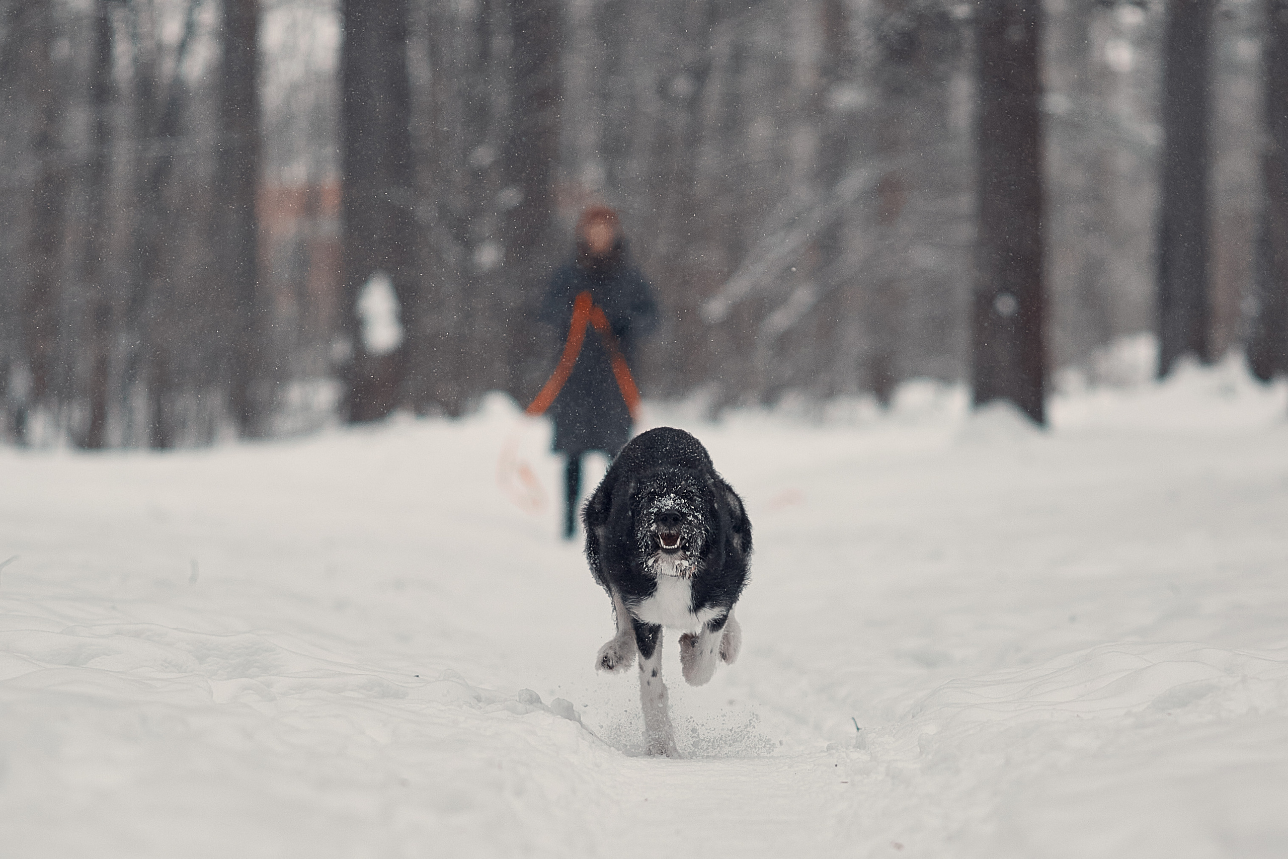 Пихта. Фотограф-анималист Мартынова Анастасия
