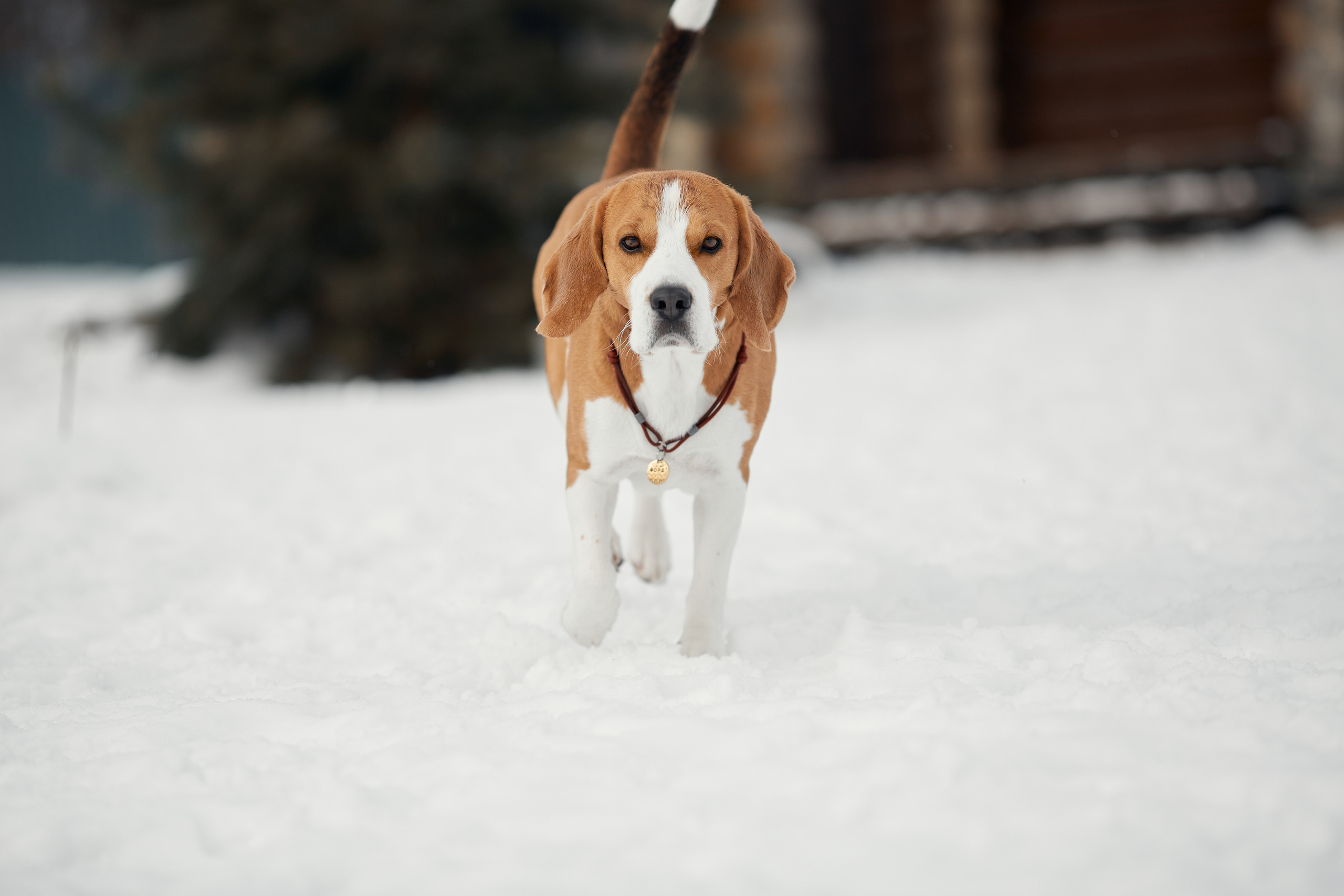 Бигледом. Фотограф-анималист Мартынова Анастасия