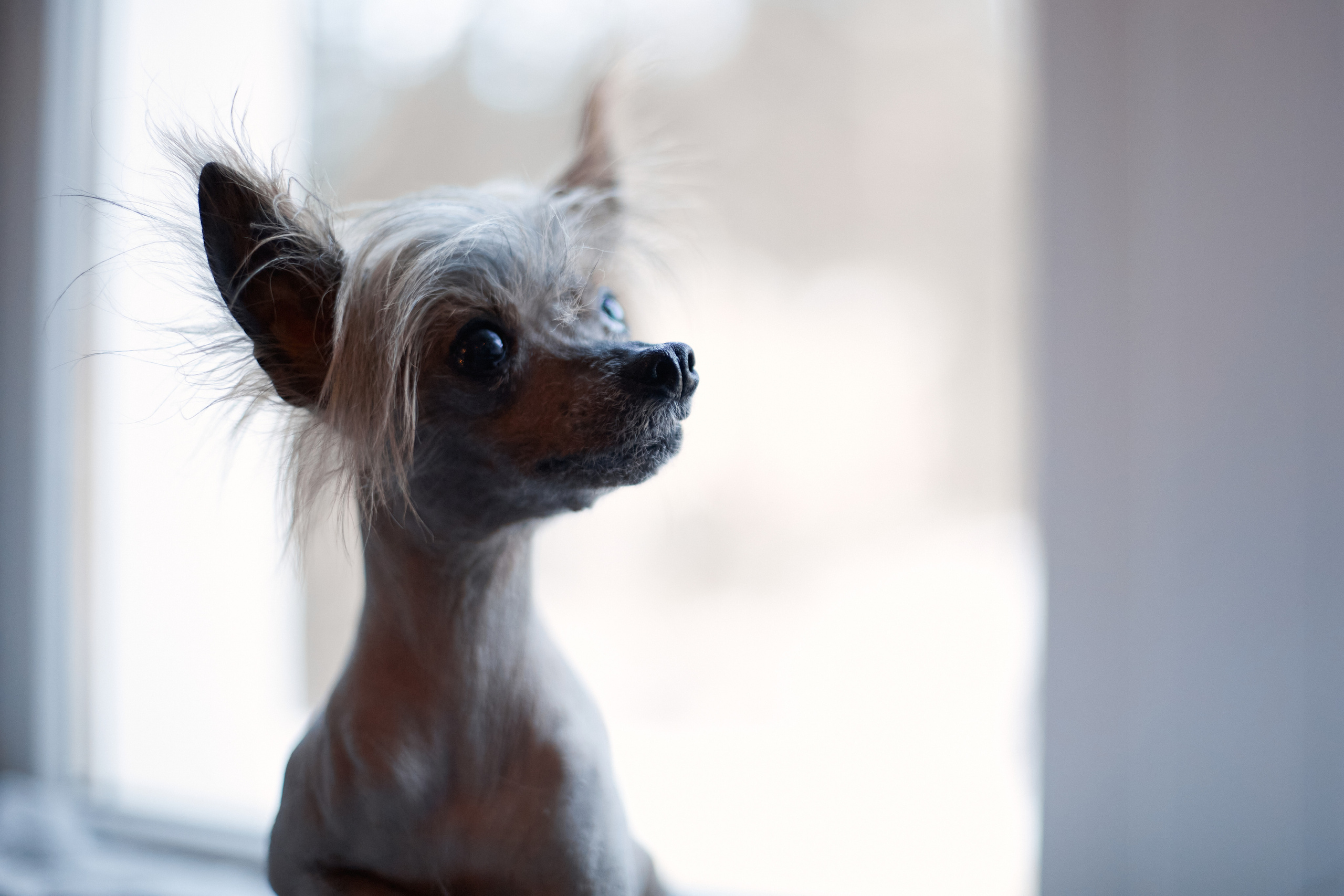 Надежда и Арчи. Фотограф-анималист Мартынова Анастасия