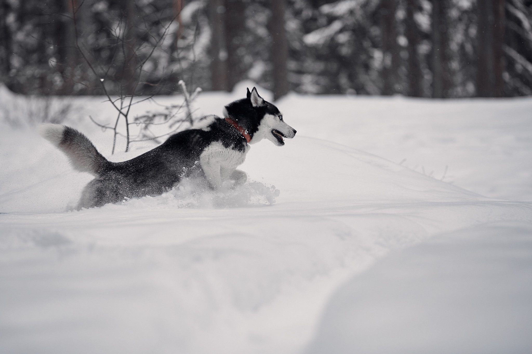 Соня и Вилли. Фотограф-анималист Мартынова Анастасия