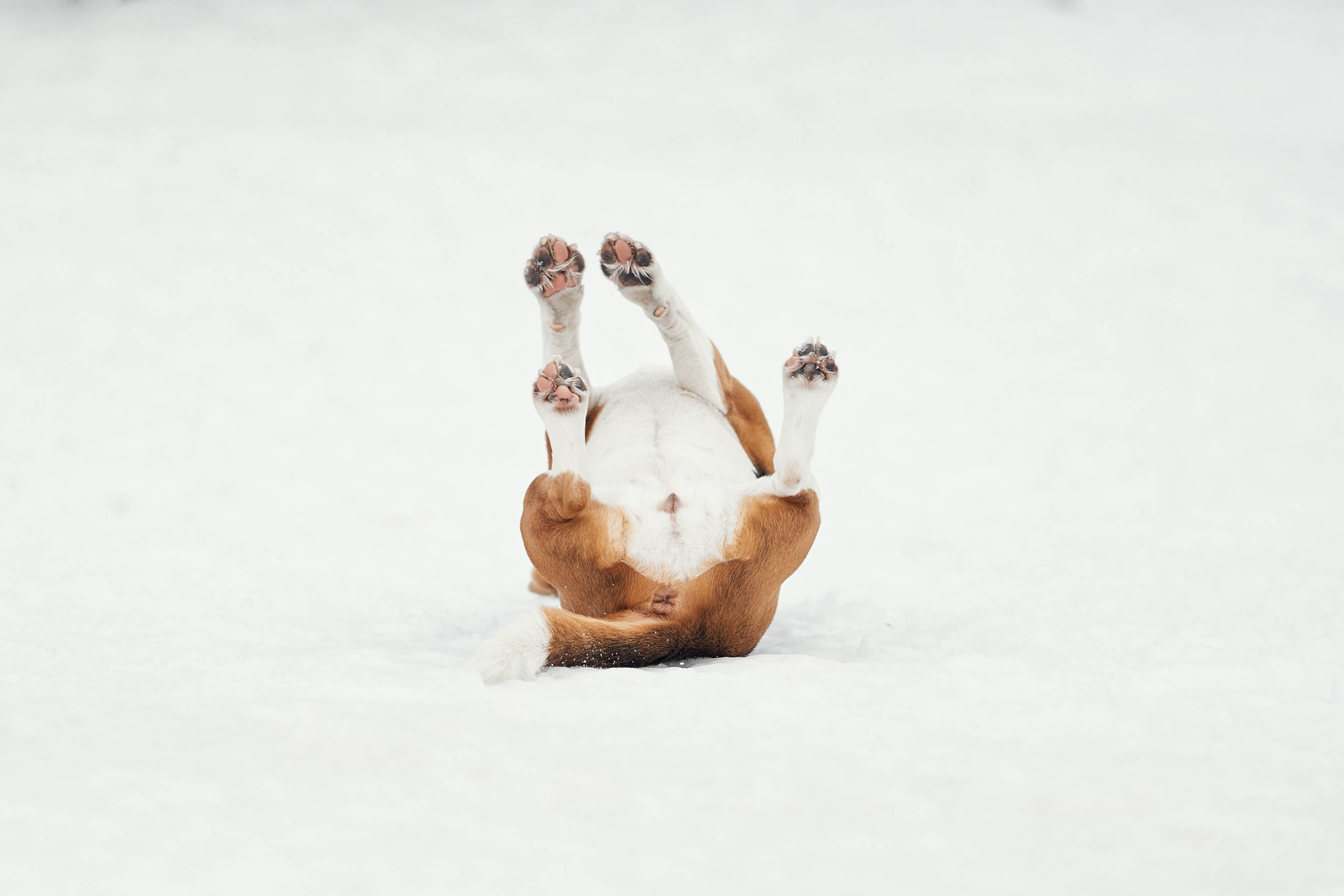 Бигледом. Фотограф-анималист Мартынова Анастасия
