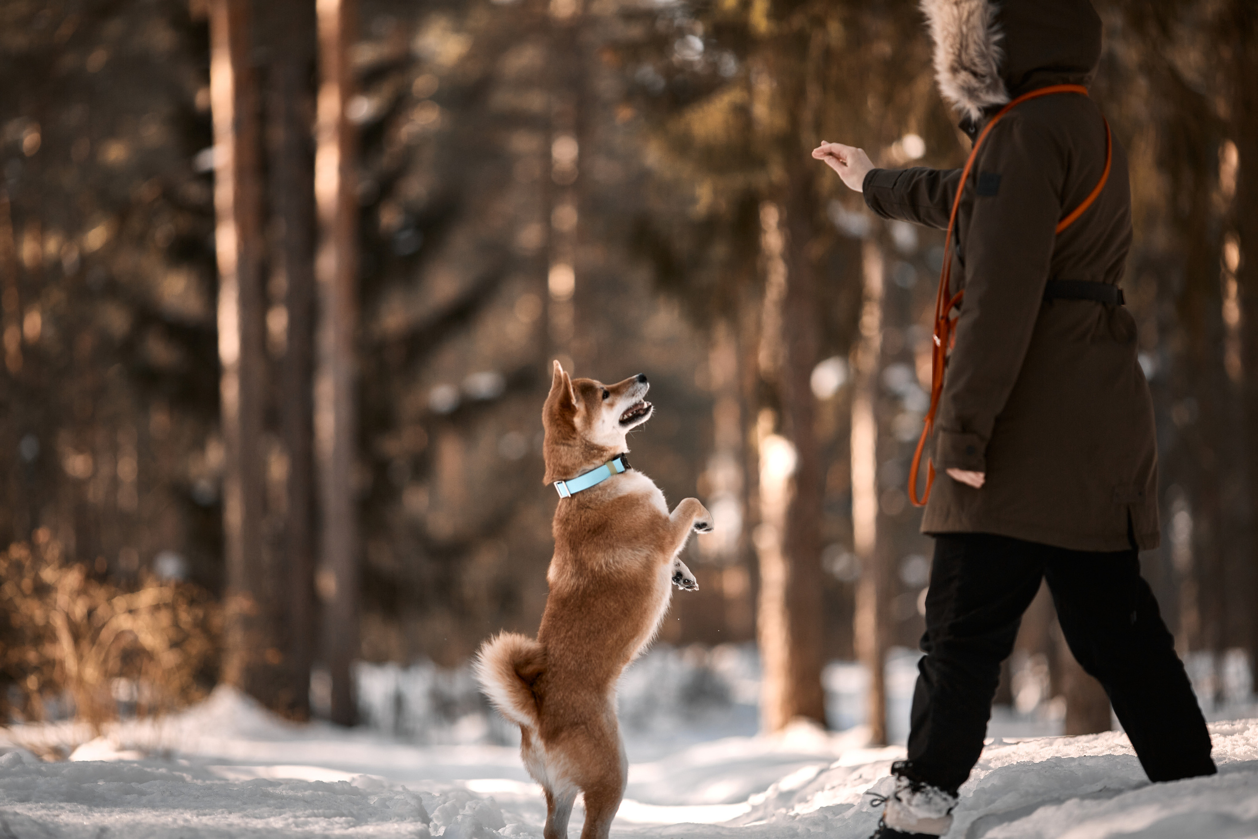 Ирина и Симба. Фотограф-анималист Мартынова Анастасия