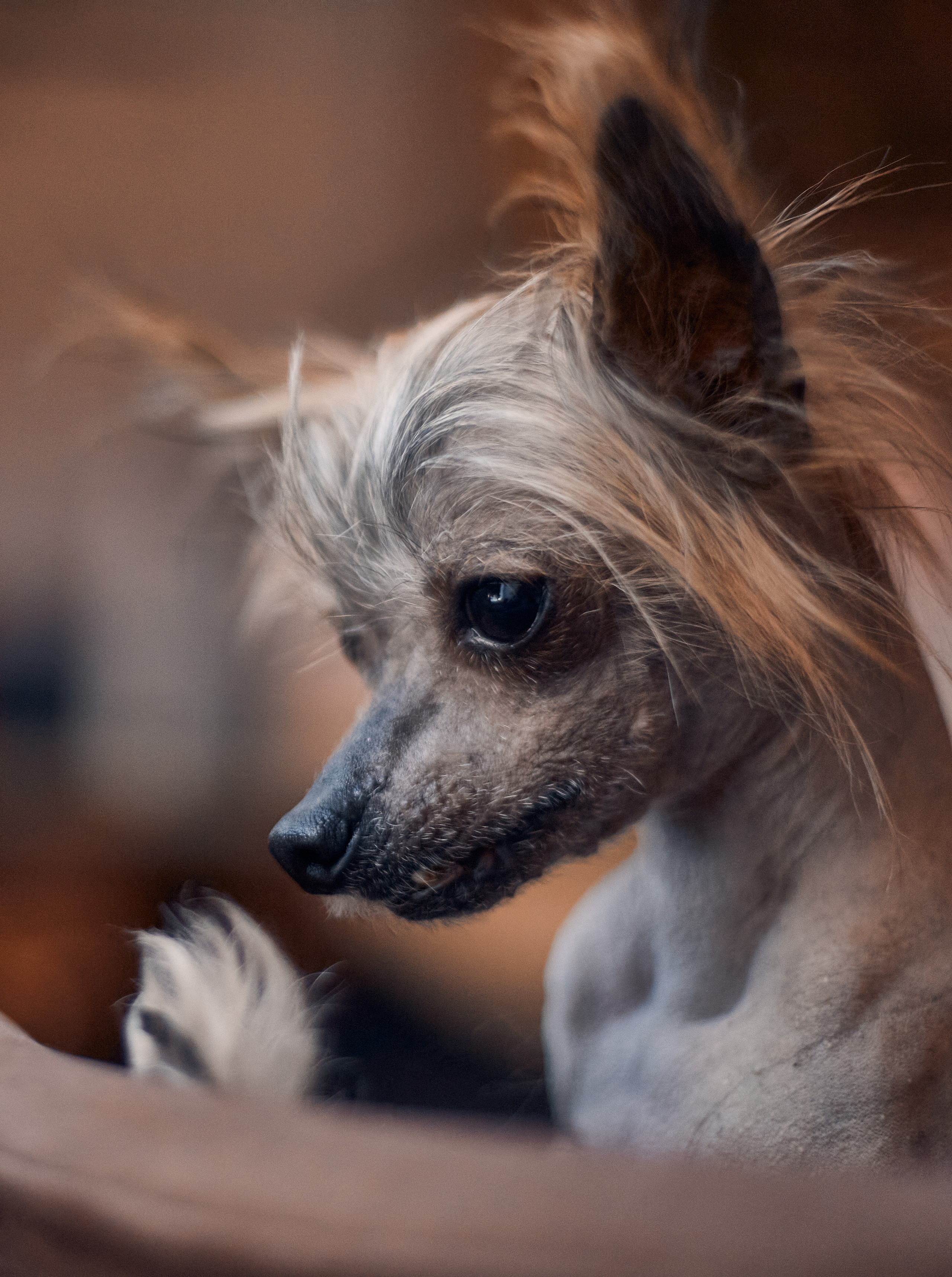 Надежда и Арчи. Фотограф-анималист Мартынова Анастасия