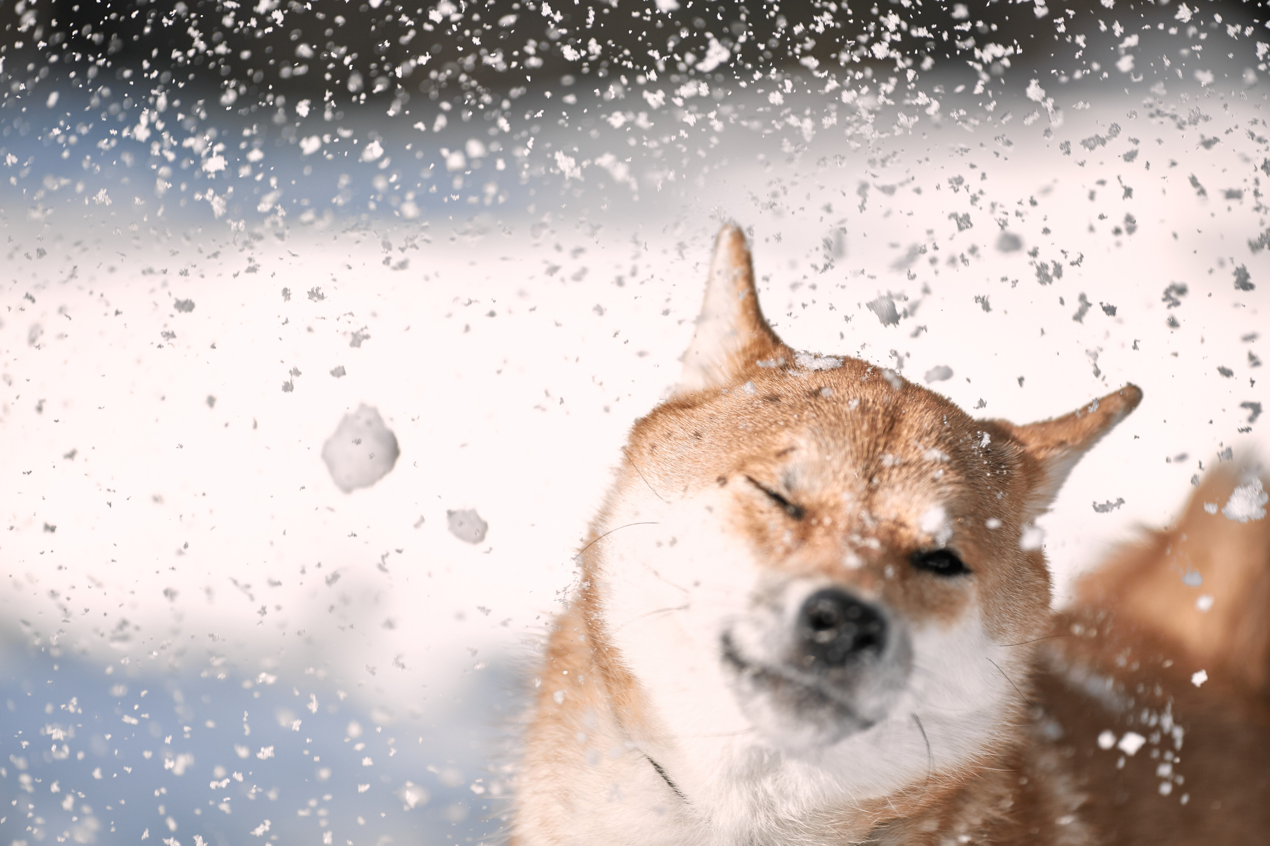 Ирина и Симба. Фотограф-анималист Мартынова Анастасия