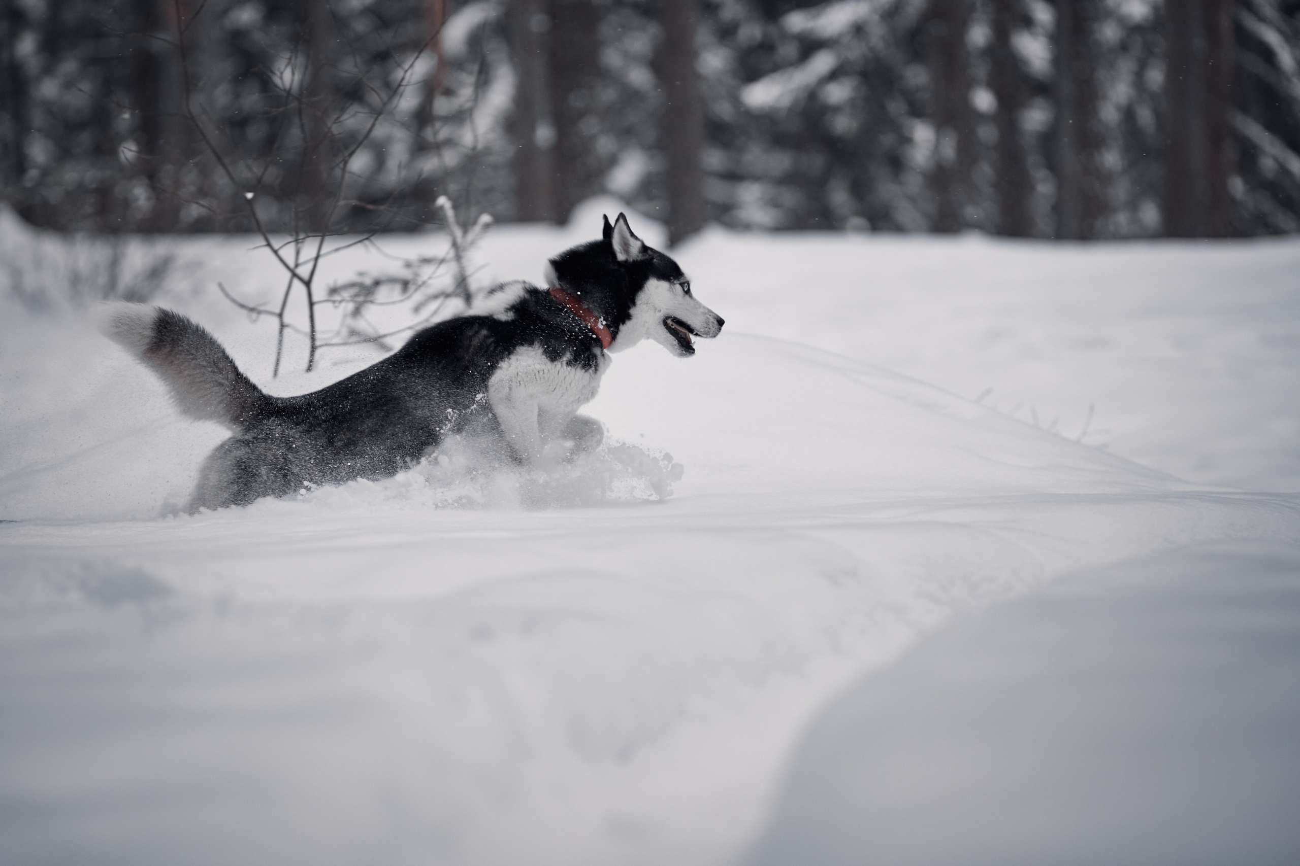 Соня и Вилли. Фотограф-анималист Мартынова Анастасия