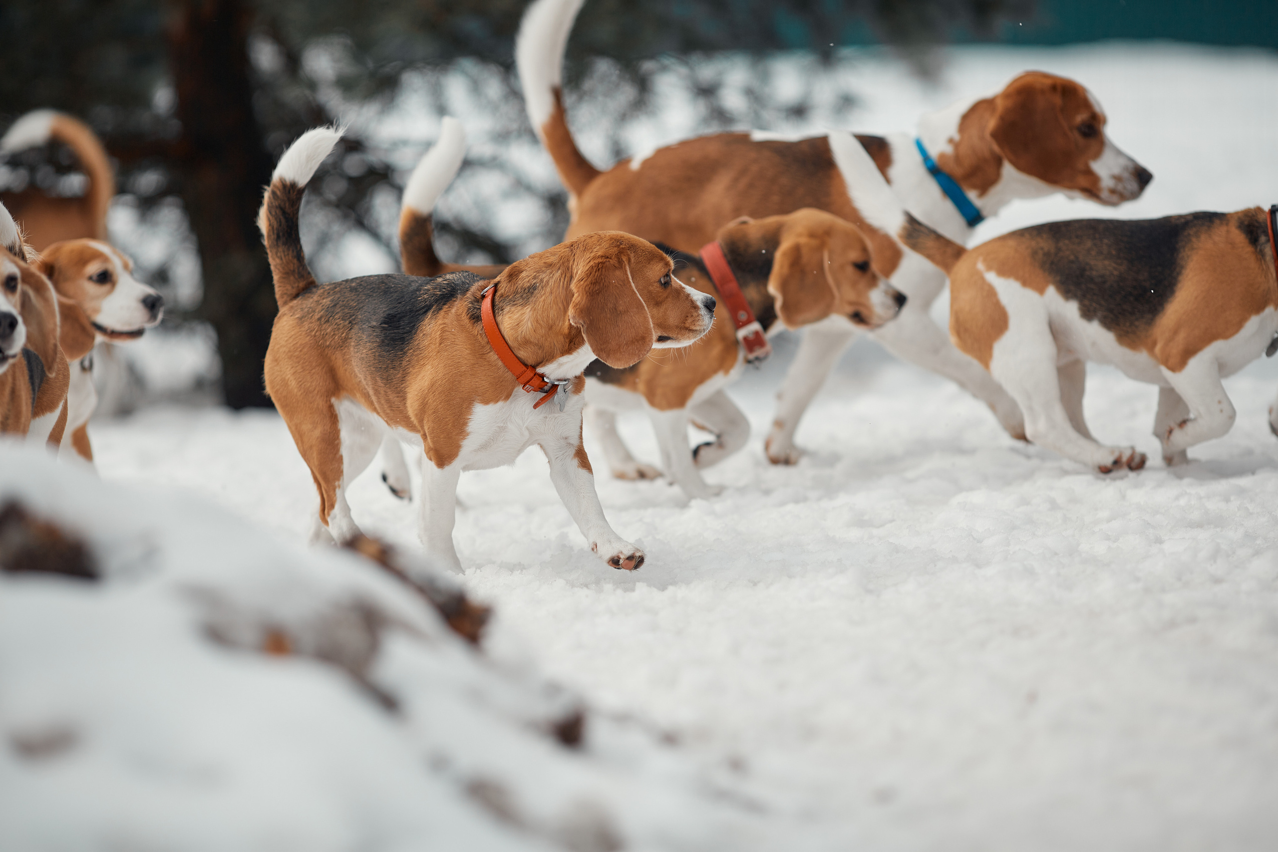 Бигледом. Фотограф-анималист Мартынова Анастасия