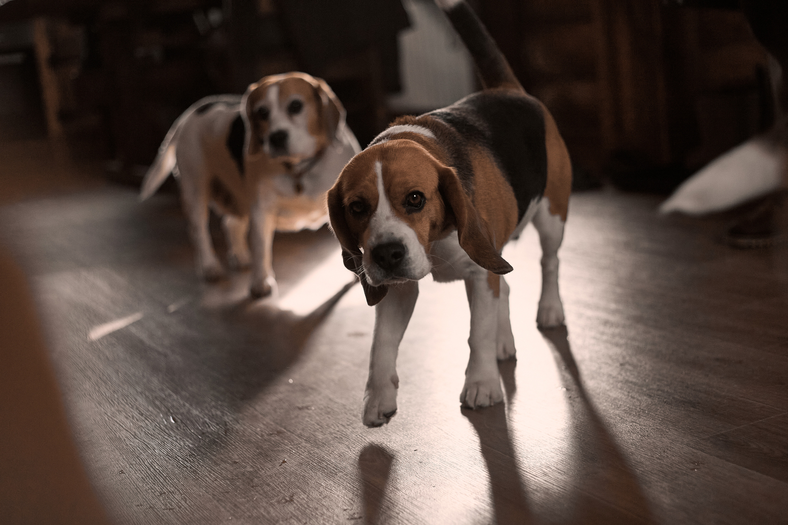 Бигледом. Фотограф-анималист Мартынова Анастасия