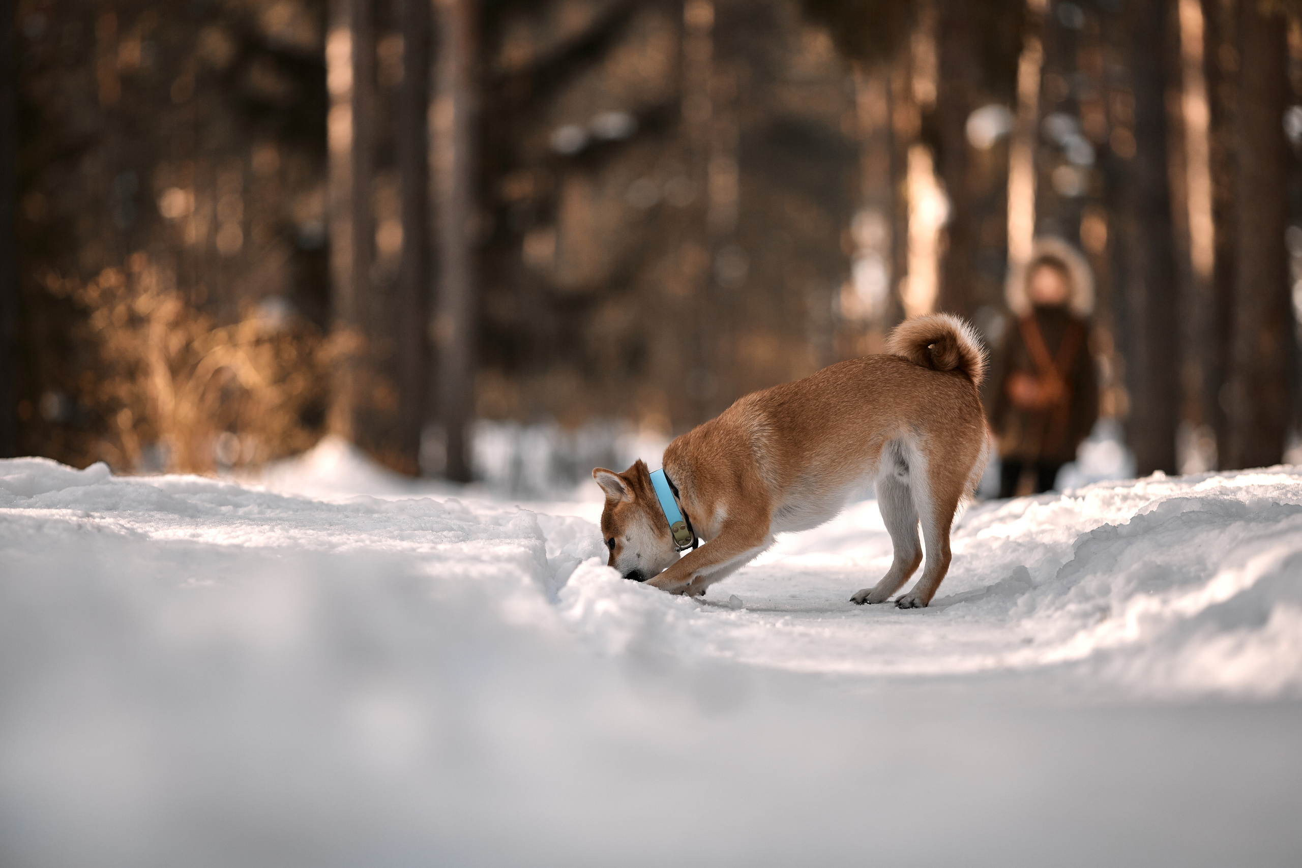 Ирина и Симба. Фотограф-анималист Мартынова Анастасия