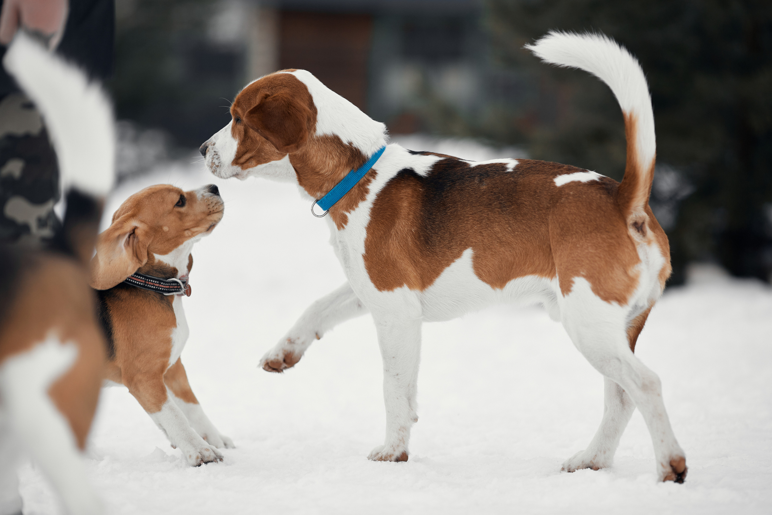 Бигледом. Фотограф-анималист Мартынова Анастасия