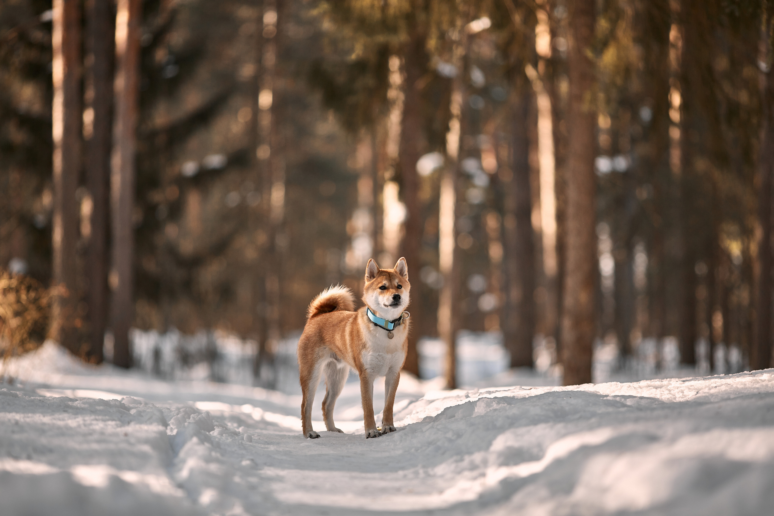 Ирина и Симба. Фотограф-анималист Мартынова Анастасия