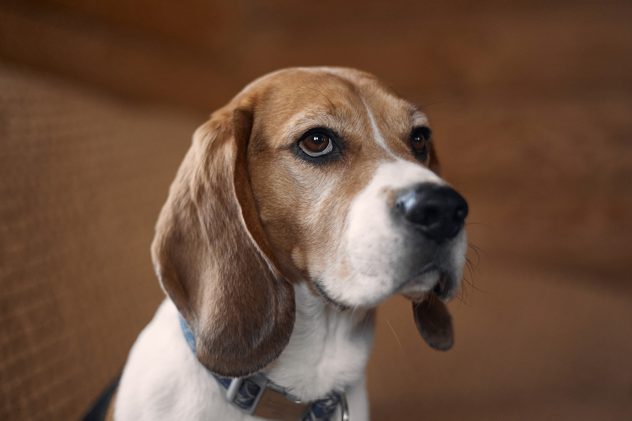 Бигледом. Фотограф-анималист Мартынова Анастасия