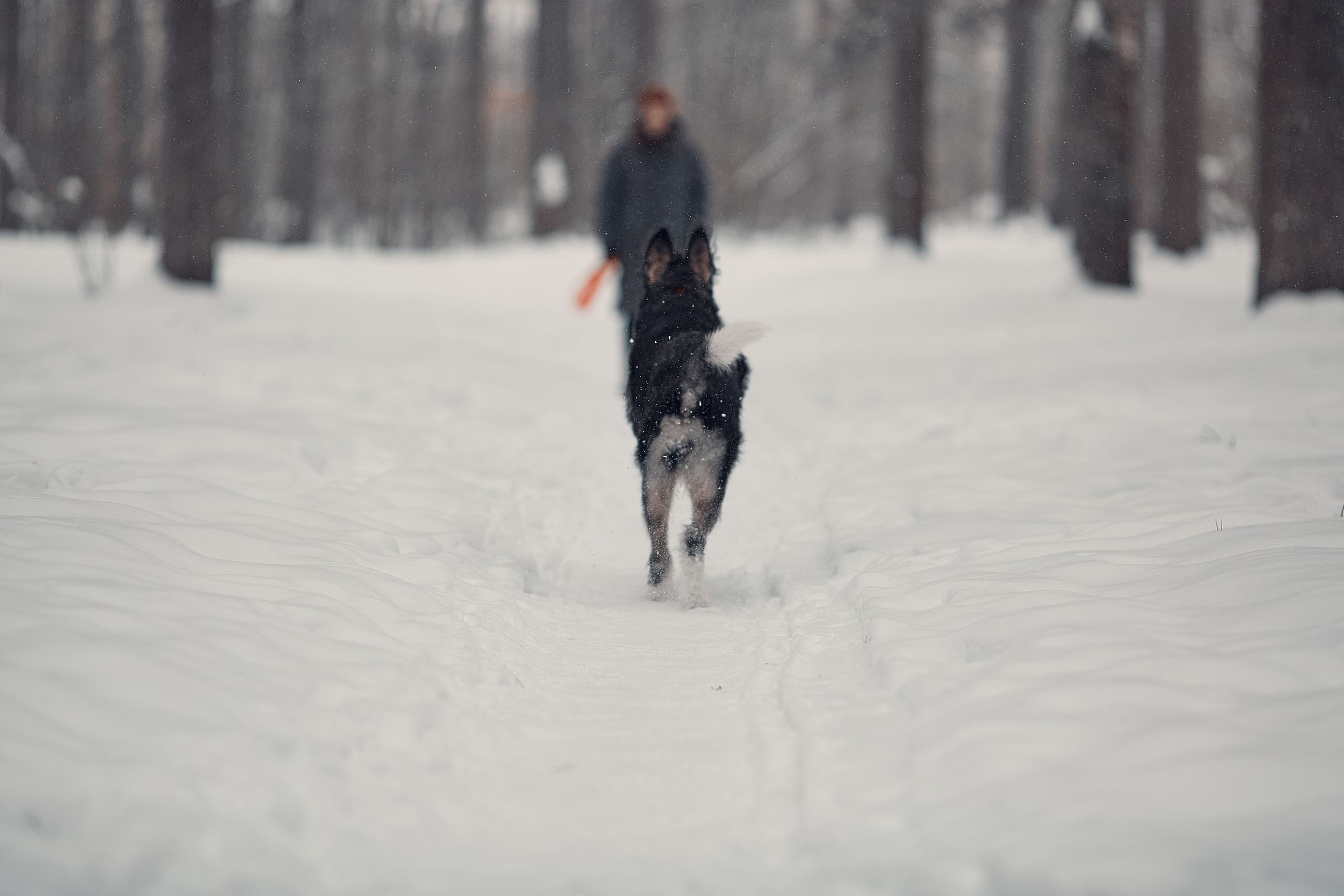 Пихта. Фотограф-анималист Мартынова Анастасия
