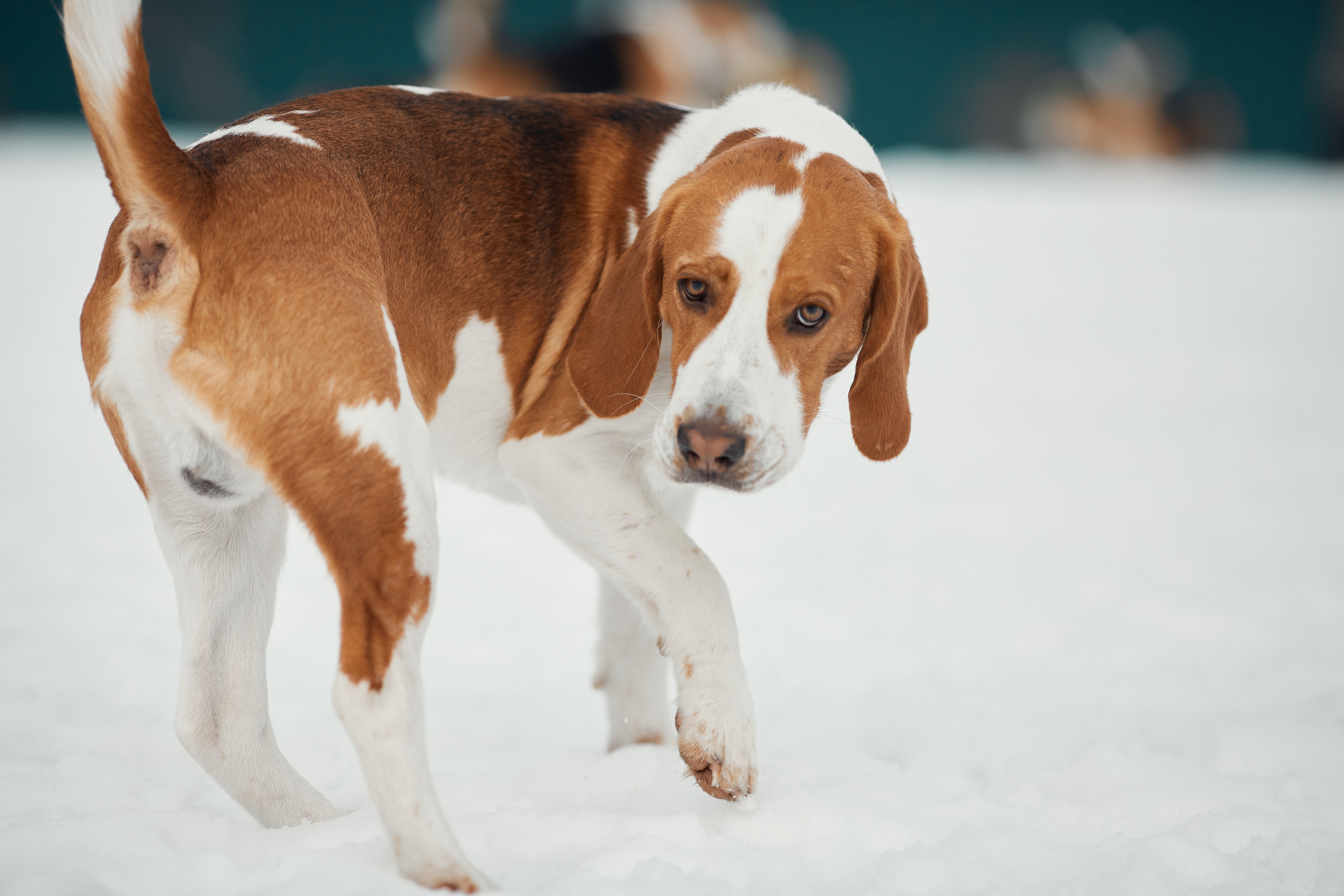 Бигледом. Фотограф-анималист Мартынова Анастасия