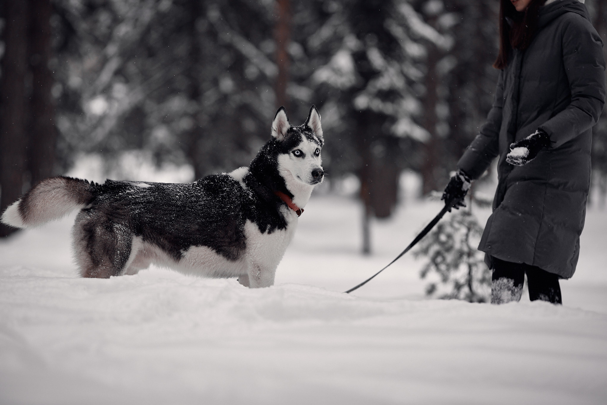 Соня и Вилли. Фотограф-анималист Мартынова Анастасия