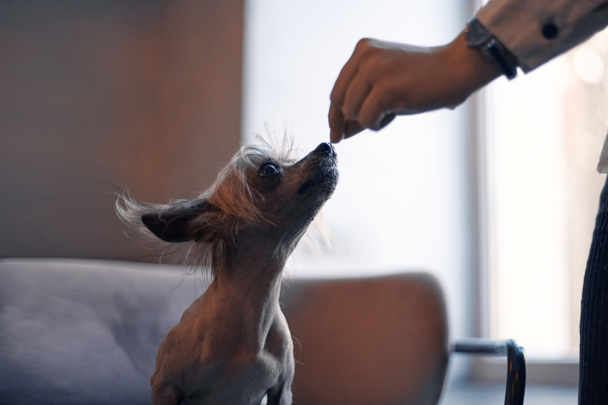 Надежда и Арчи. Фотограф-анималист Мартынова Анастасия