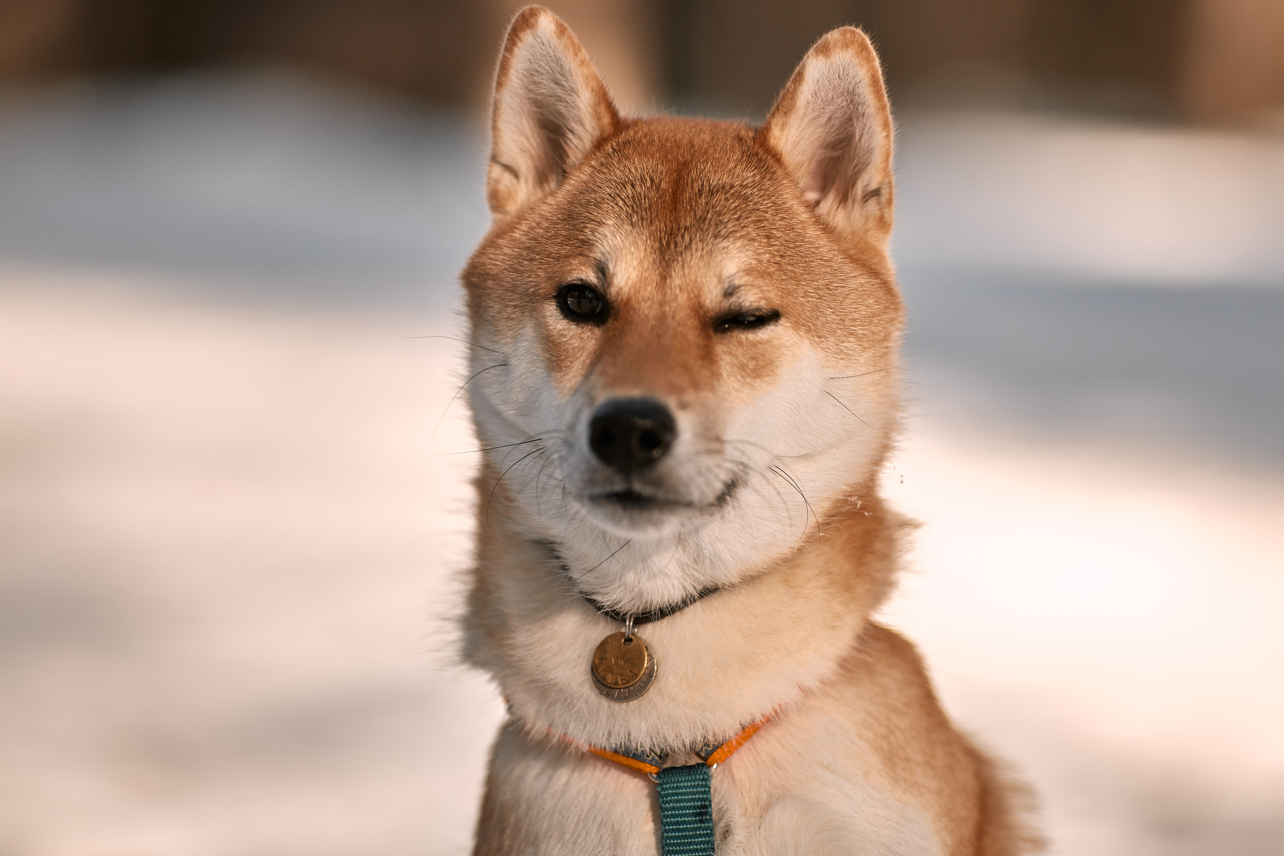 Ирина и Симба. Фотограф-анималист Мартынова Анастасия