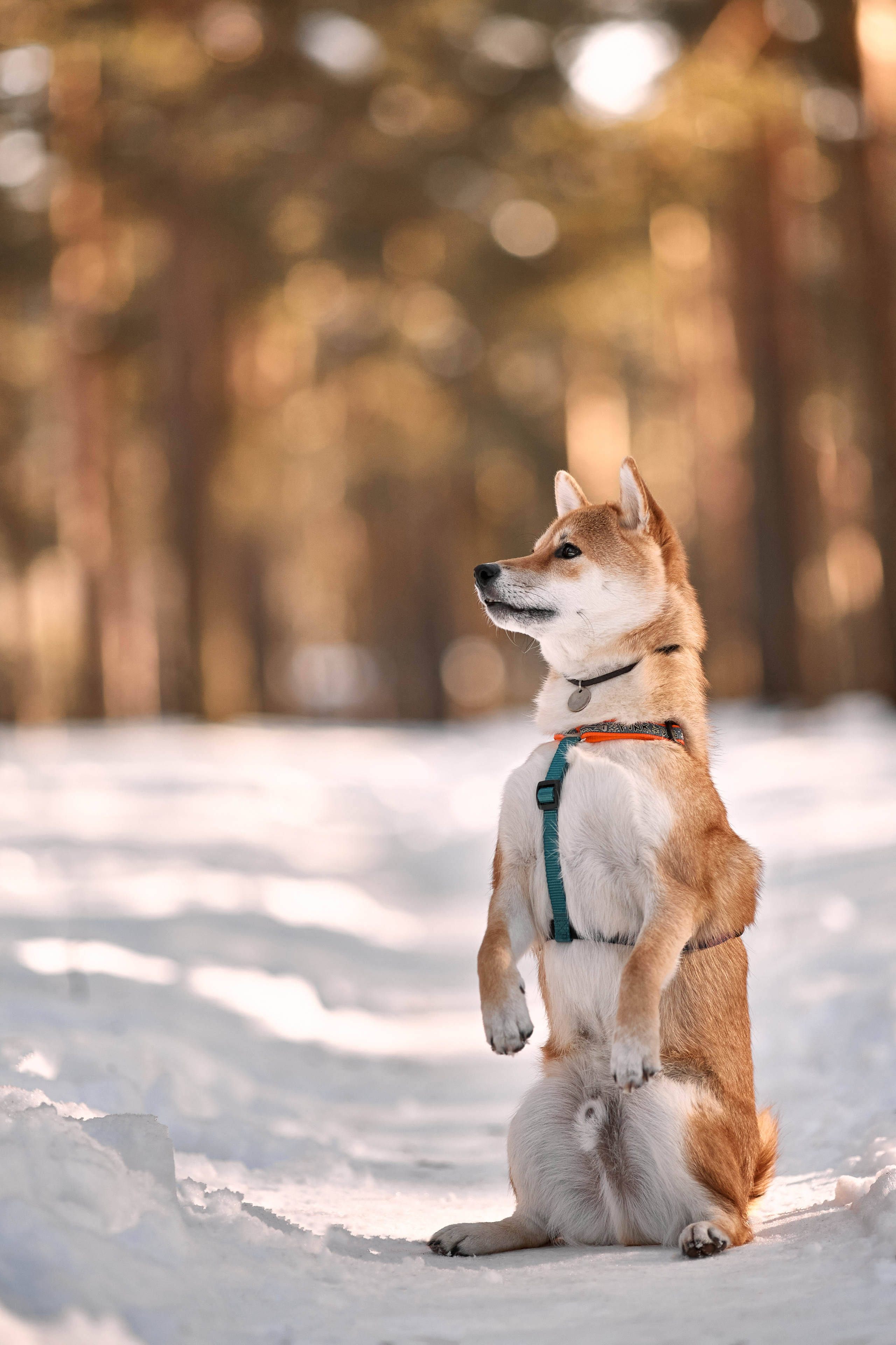 Ирина и Симба. Фотограф-анималист Мартынова Анастасия