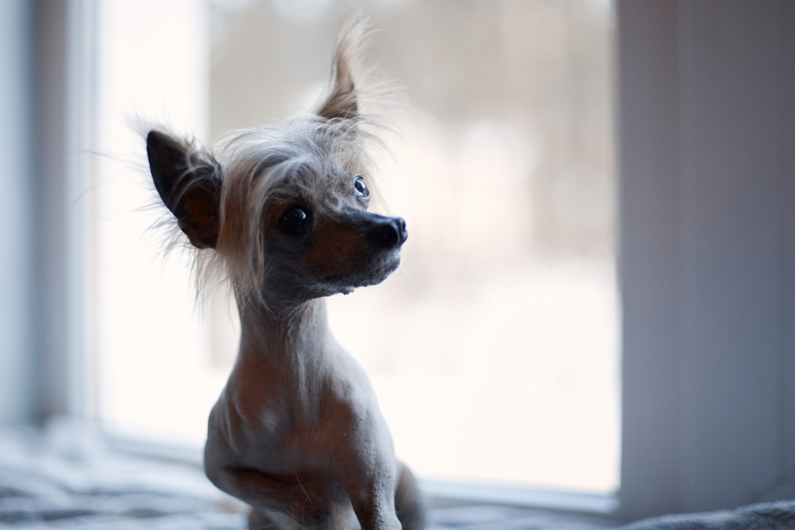 Надежда и Арчи. Фотограф-анималист Мартынова Анастасия