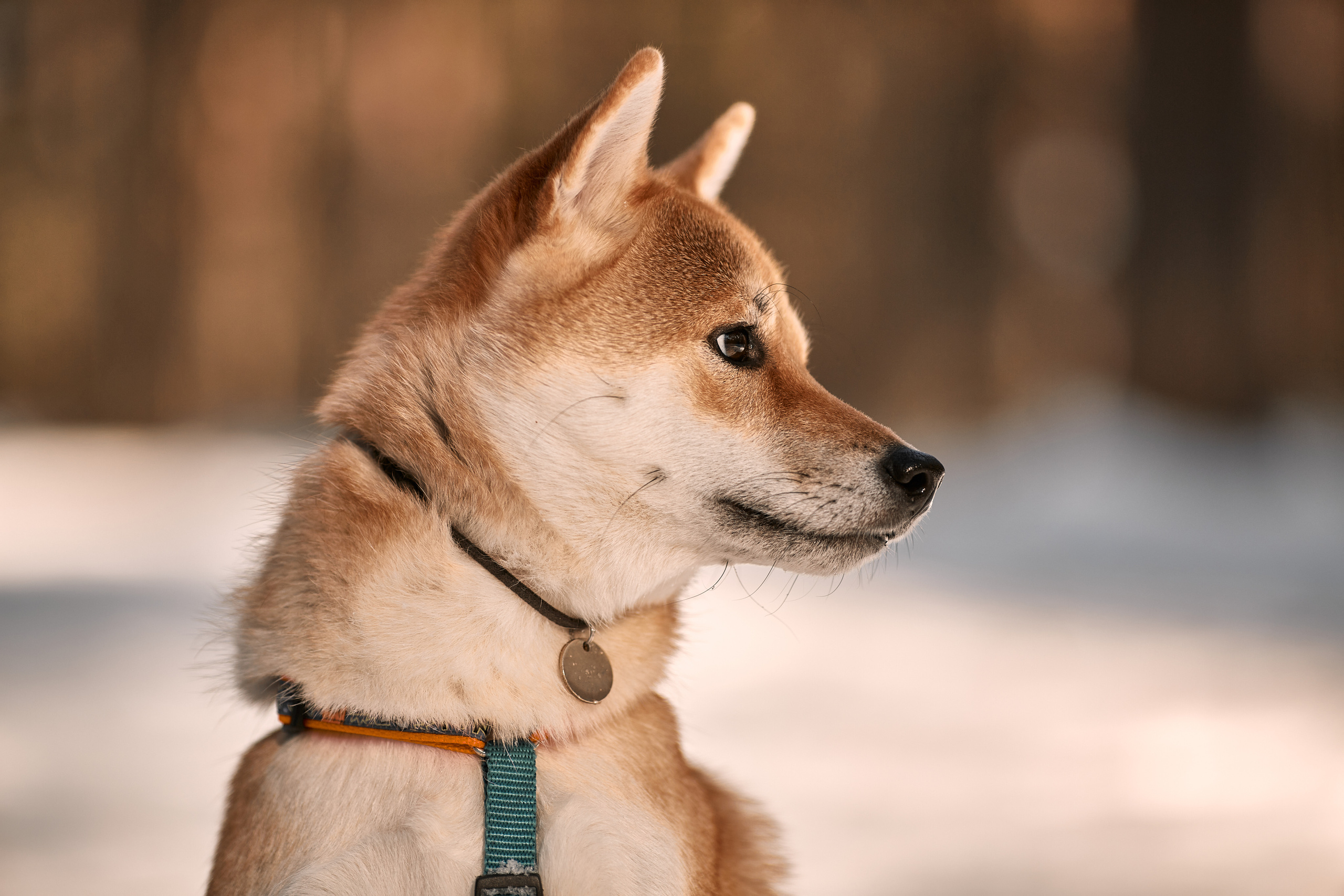 Ирина и Симба. Фотограф-анималист Мартынова Анастасия