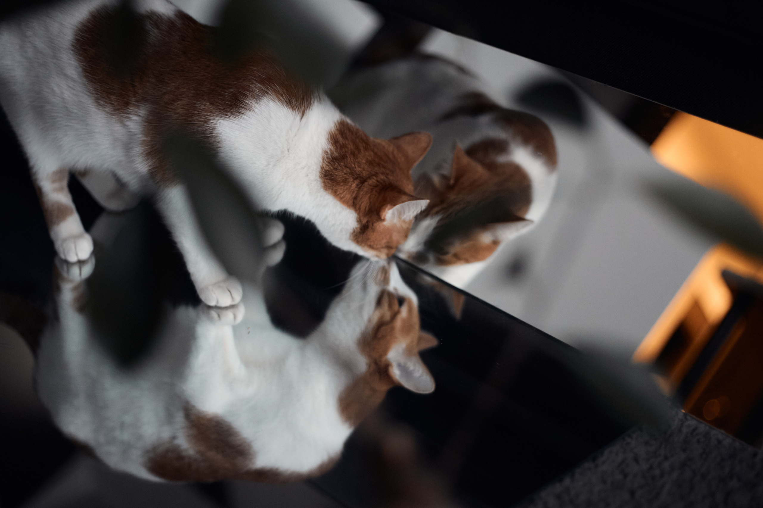 Лиса. Фотограф-анималист Мартынова Анастасия