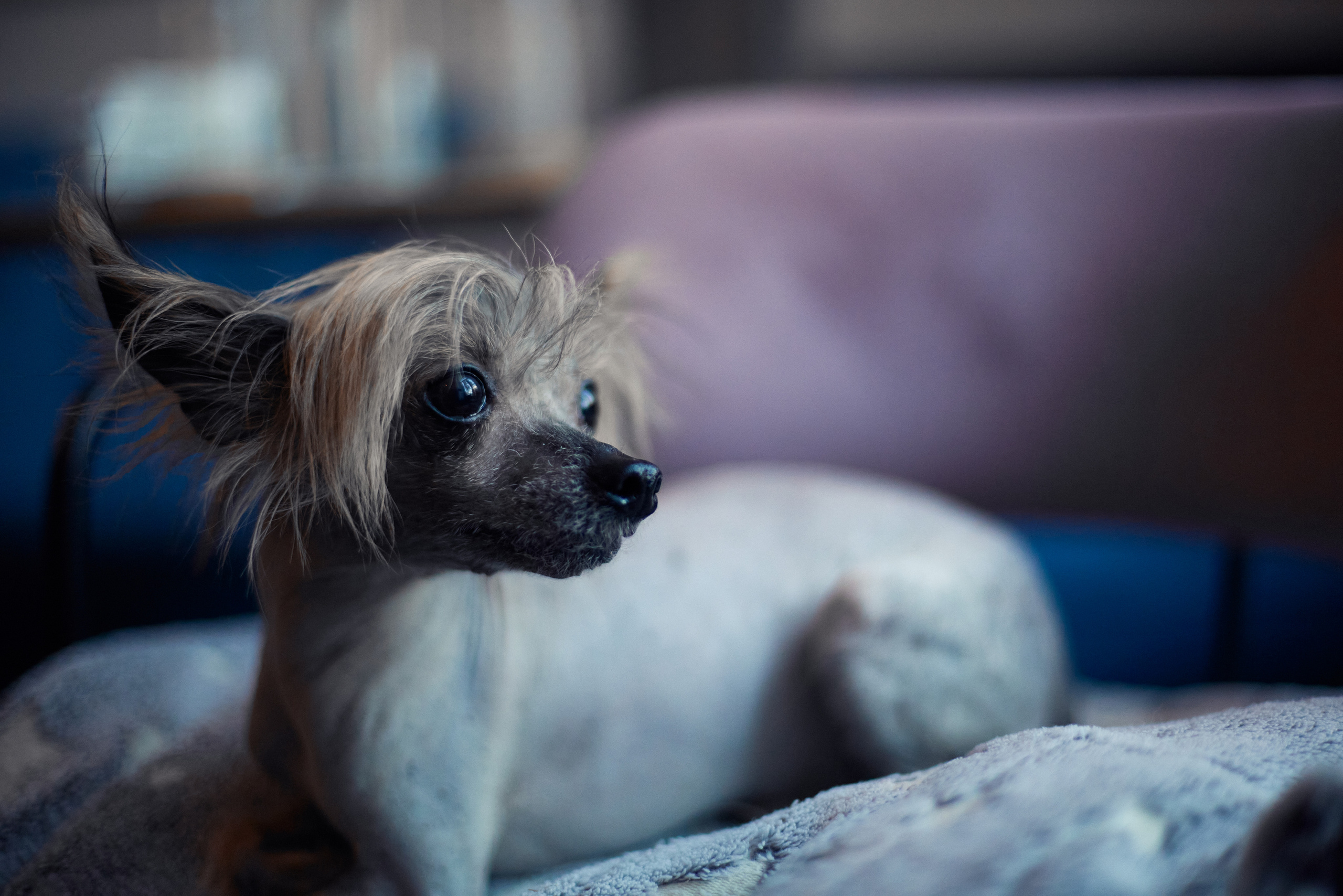 Надежда и Арчи. Фотограф-анималист Мартынова Анастасия