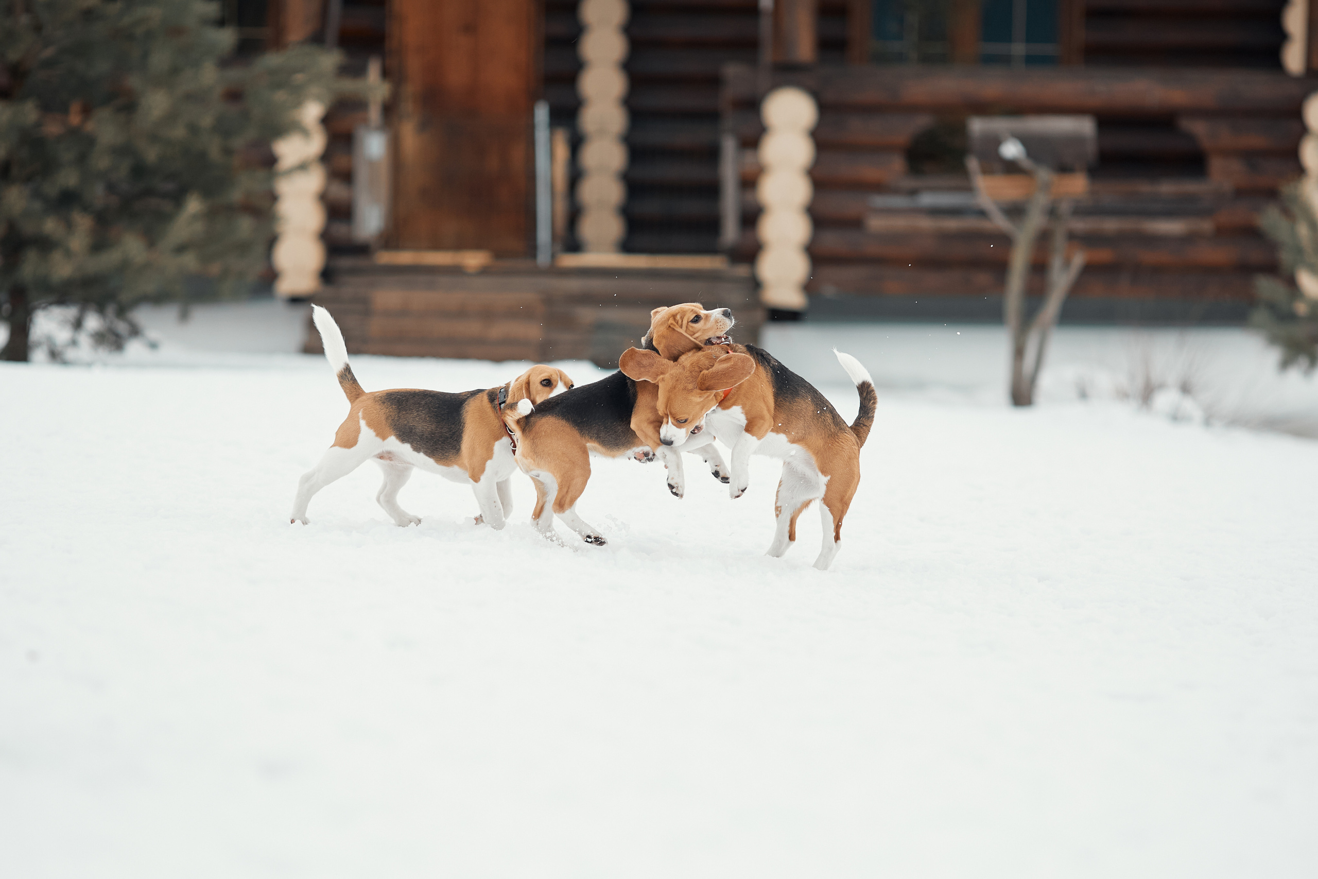 Бигледом. Фотограф-анималист Мартынова Анастасия