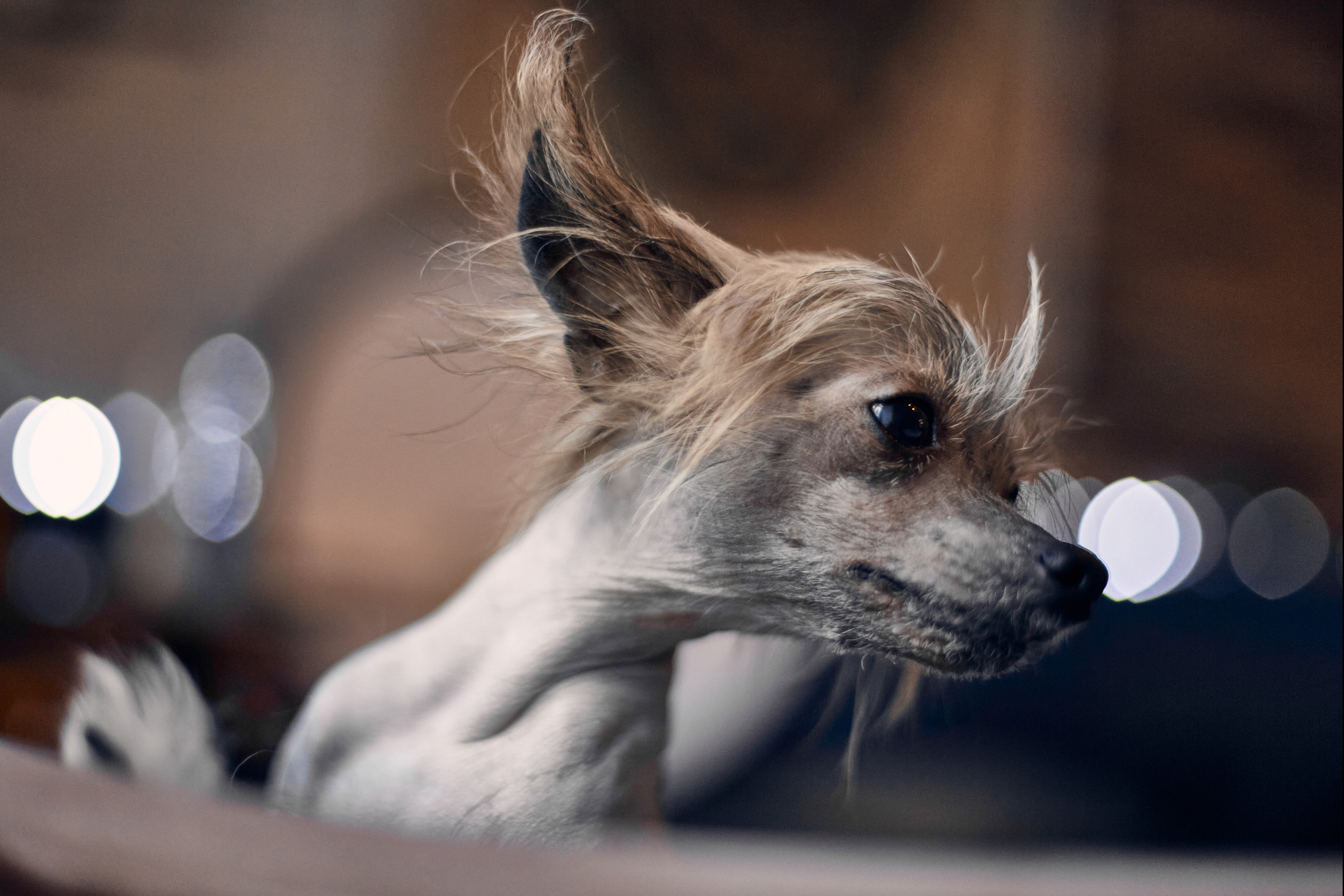 Надежда и Арчи. Фотограф-анималист Мартынова Анастасия