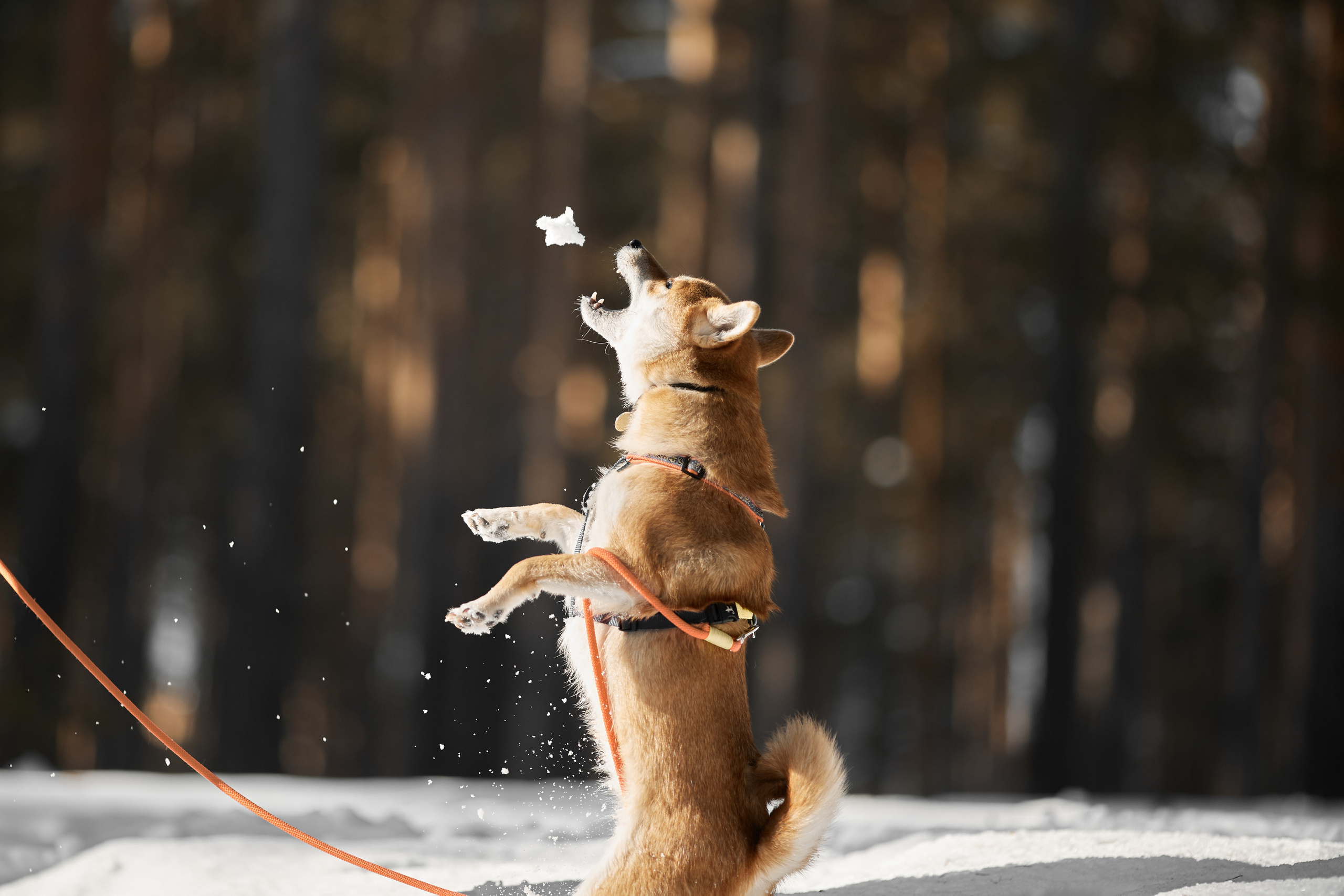 Ирина и Симба. Фотограф-анималист Мартынова Анастасия