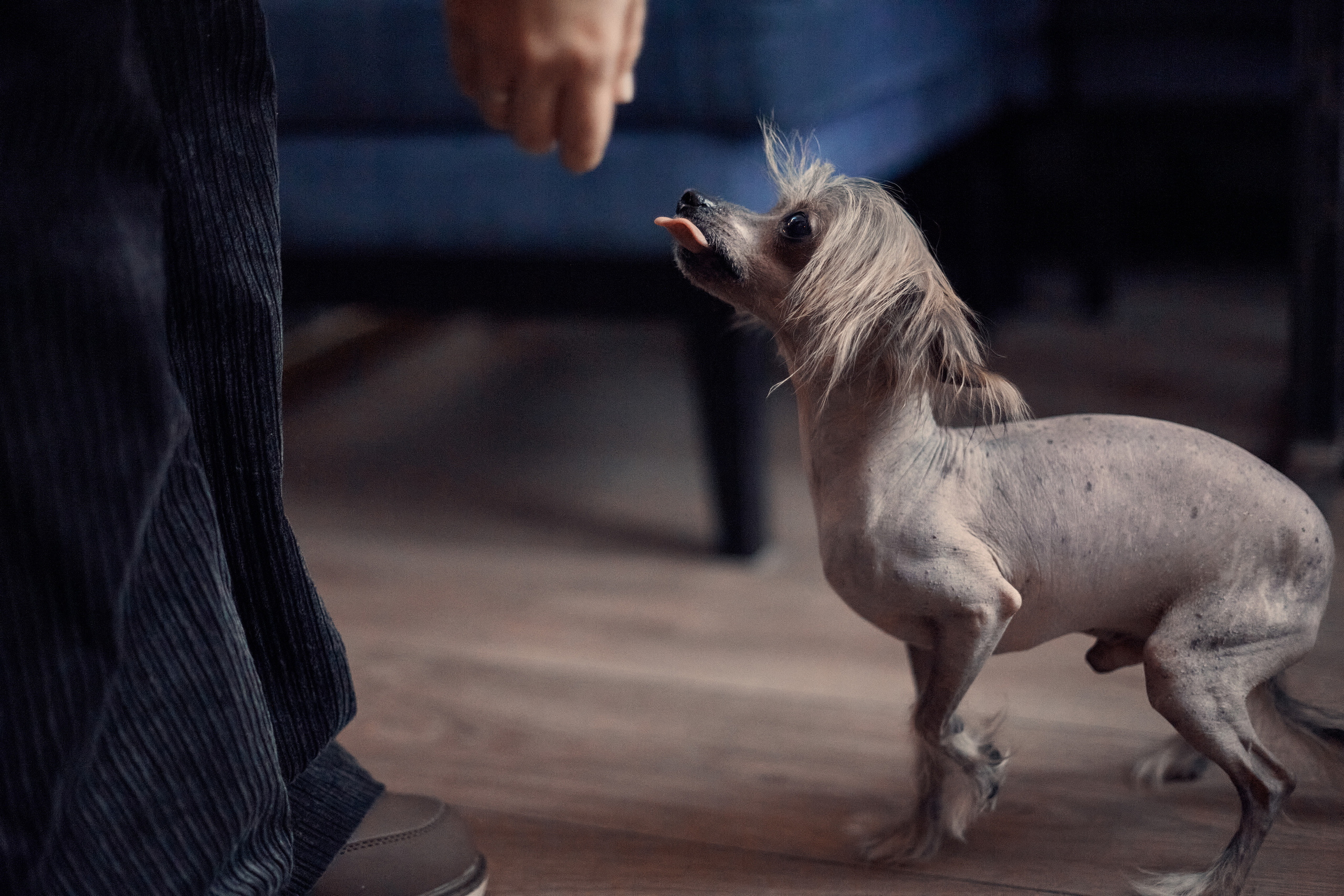 Надежда и Арчи. Фотограф-анималист Мартынова Анастасия