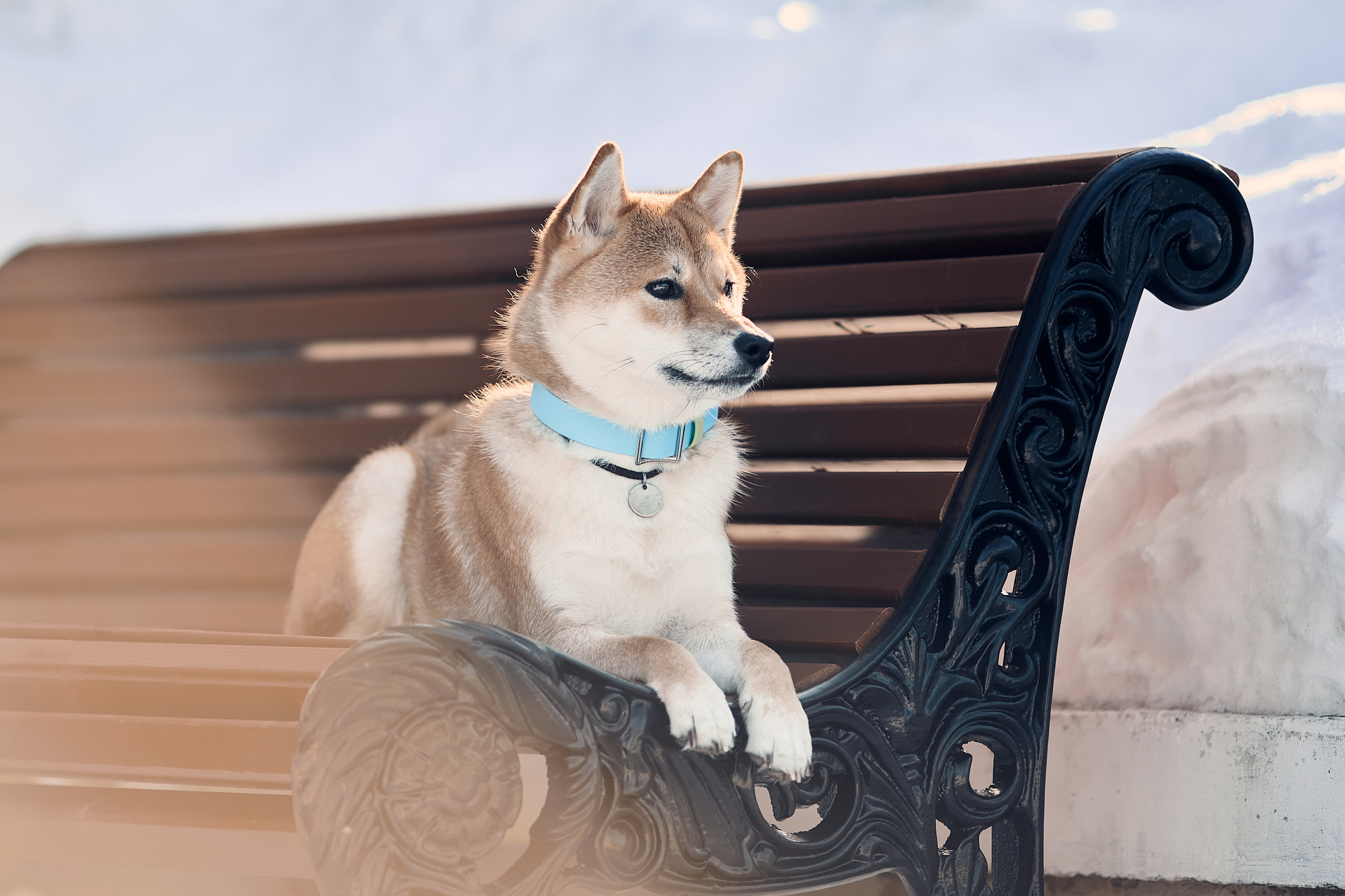 Ирина и Симба. Фотограф-анималист Мартынова Анастасия