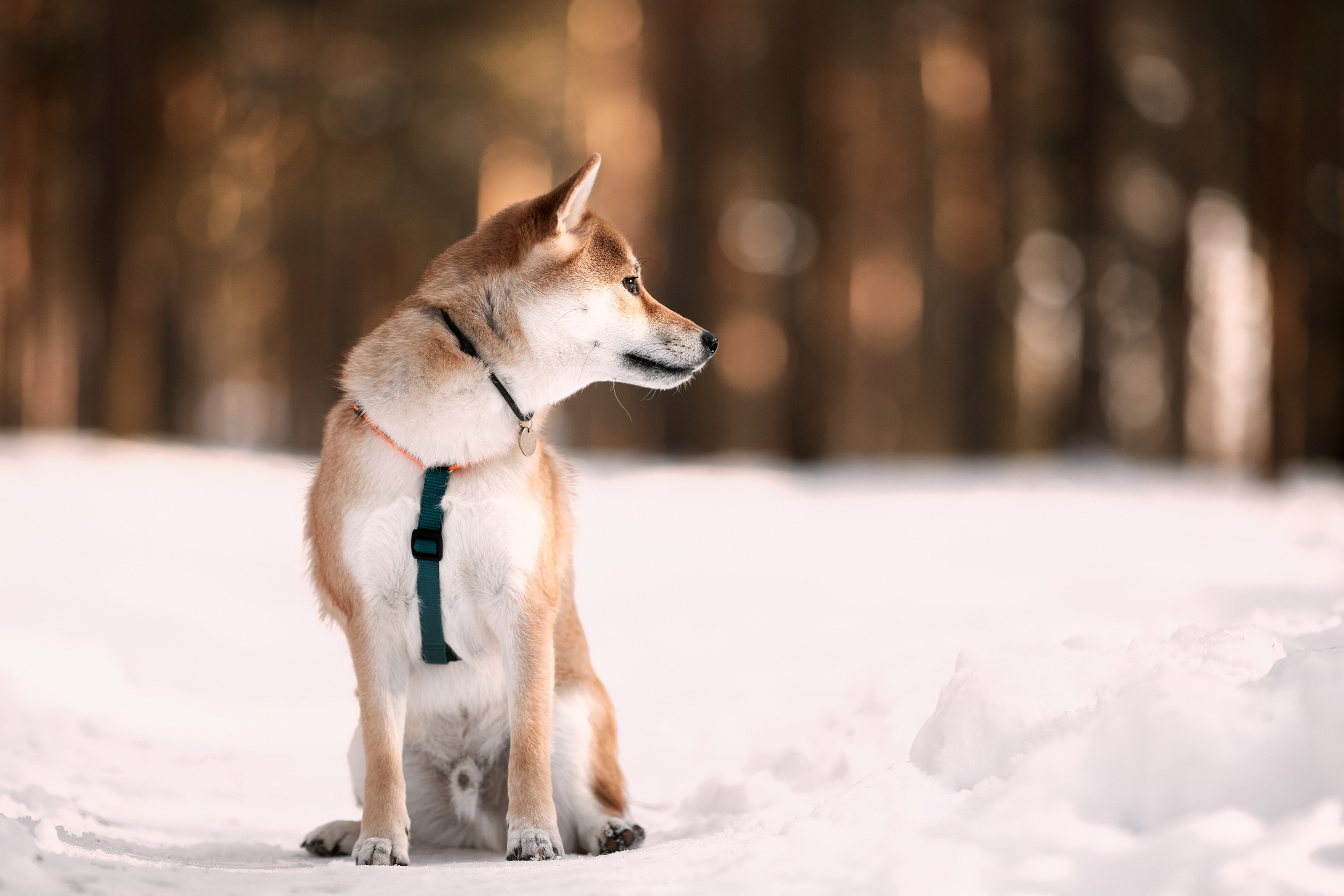 Ирина и Симба. Фотограф-анималист Мартынова Анастасия