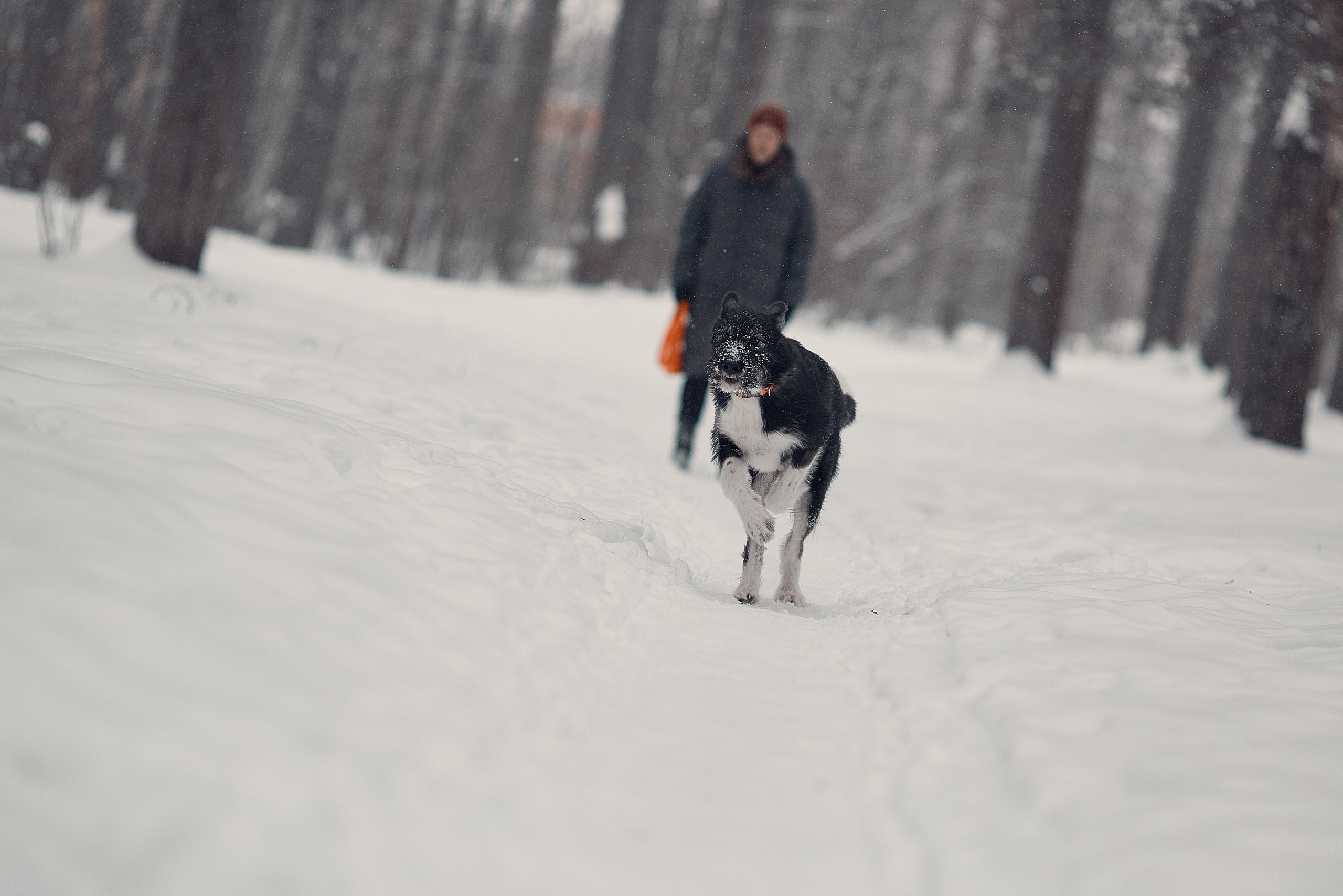 Пихта. Фотограф-анималист Мартынова Анастасия