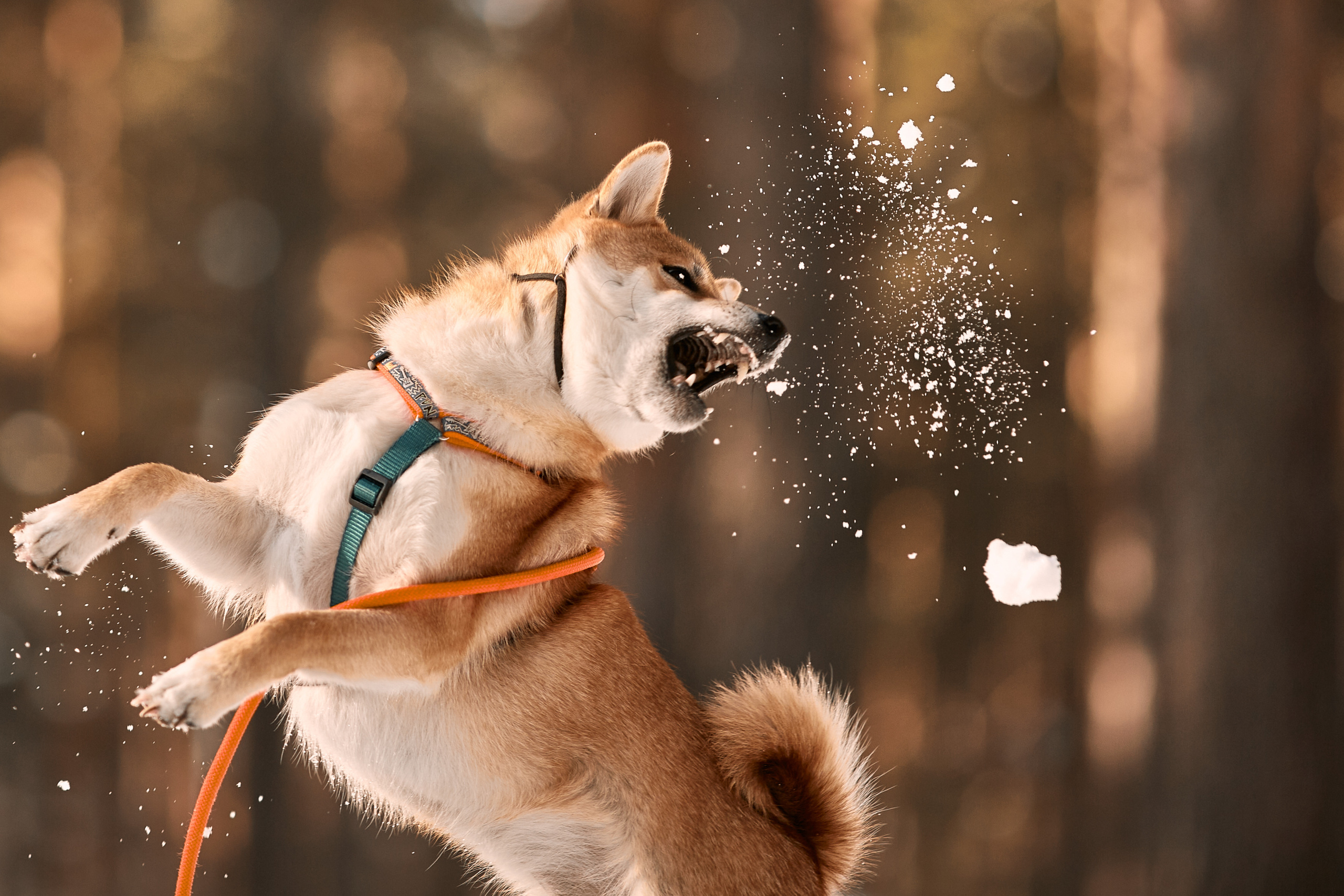 Ирина и Симба. Фотограф-анималист Мартынова Анастасия