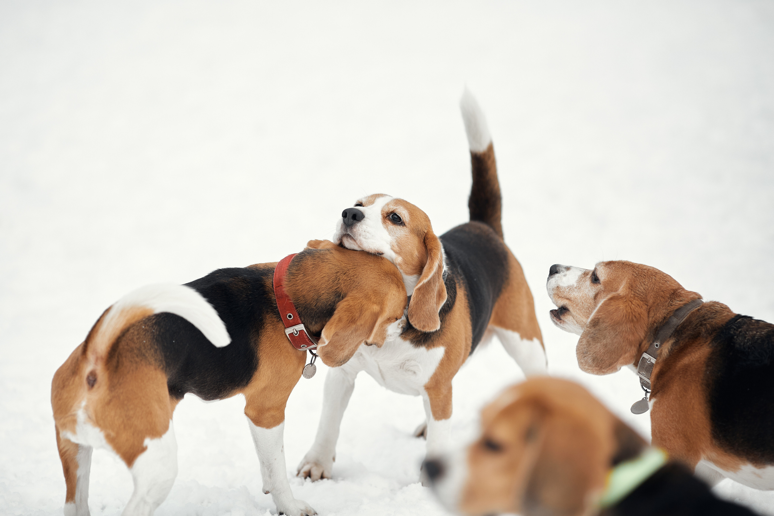 Бигледом. Фотограф-анималист Мартынова Анастасия