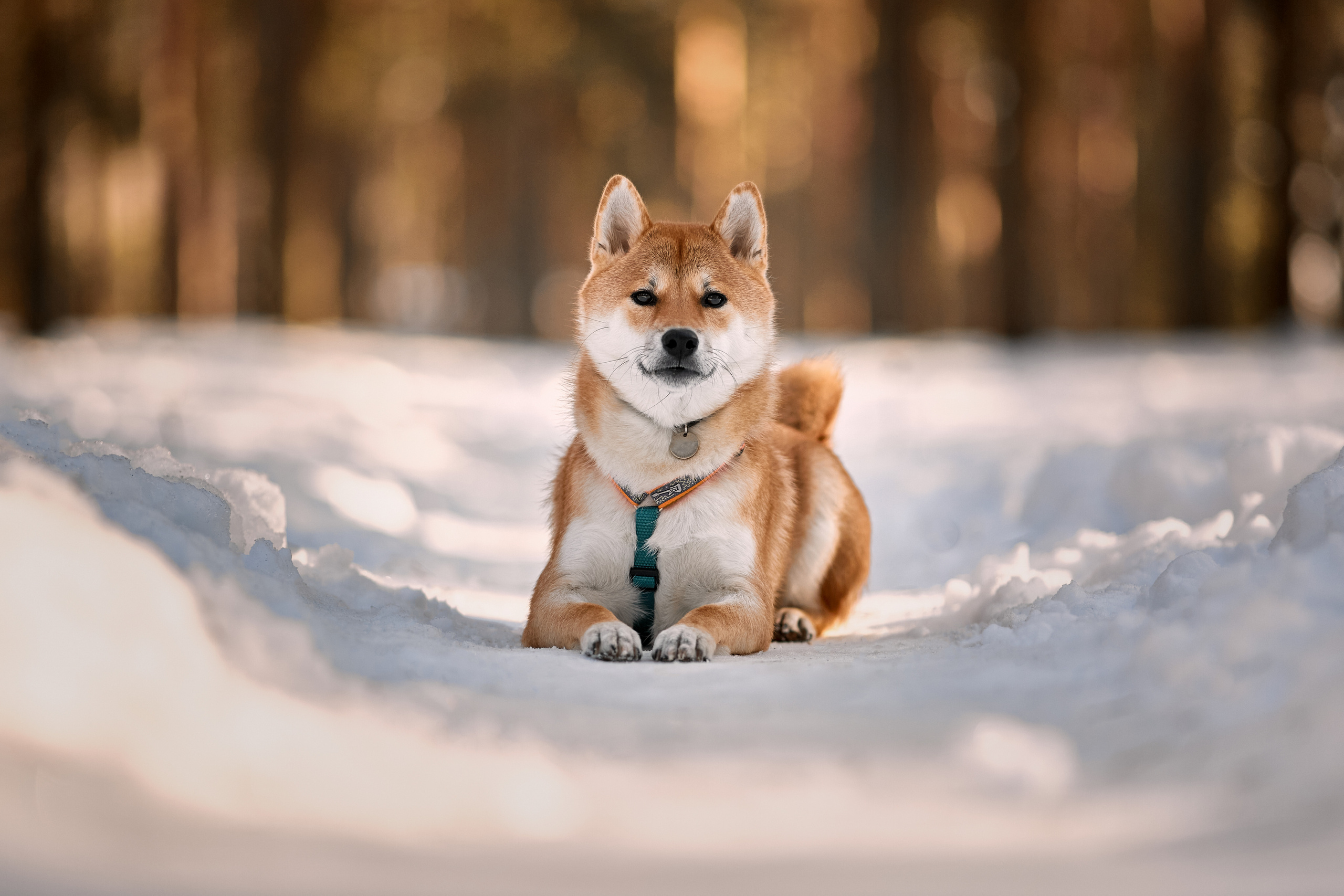 Ирина и Симба. Фотограф-анималист Мартынова Анастасия