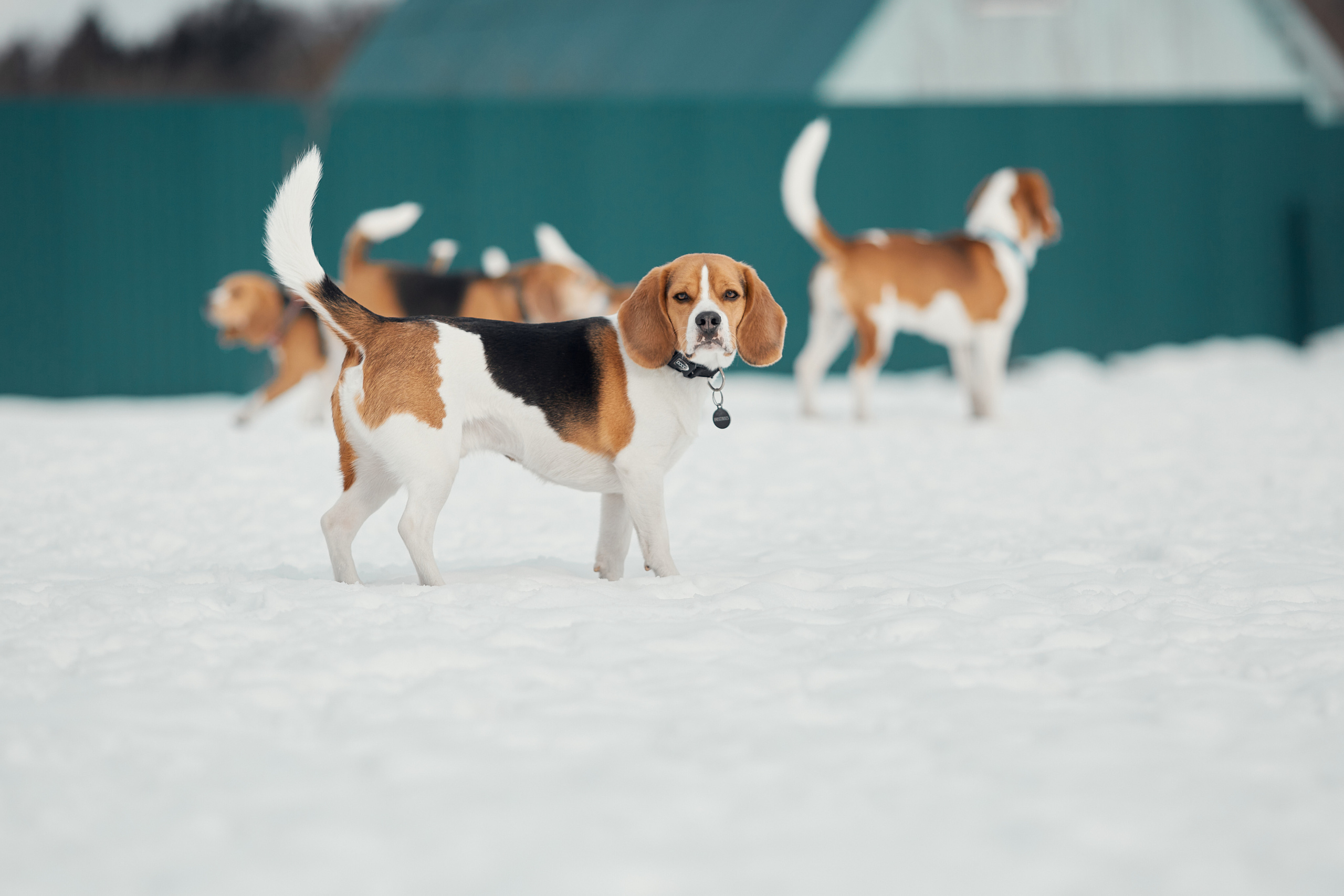 Бигледом. Фотограф-анималист Мартынова Анастасия