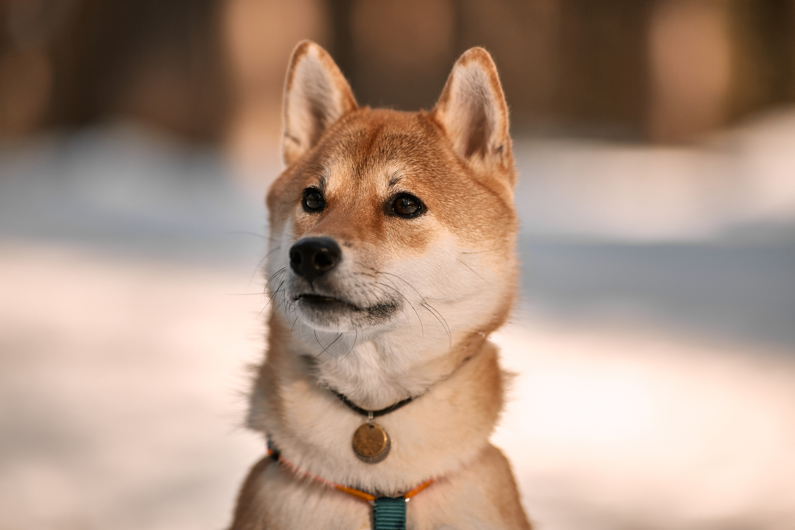 Ирина и Симба. Фотограф-анималист Мартынова Анастасия