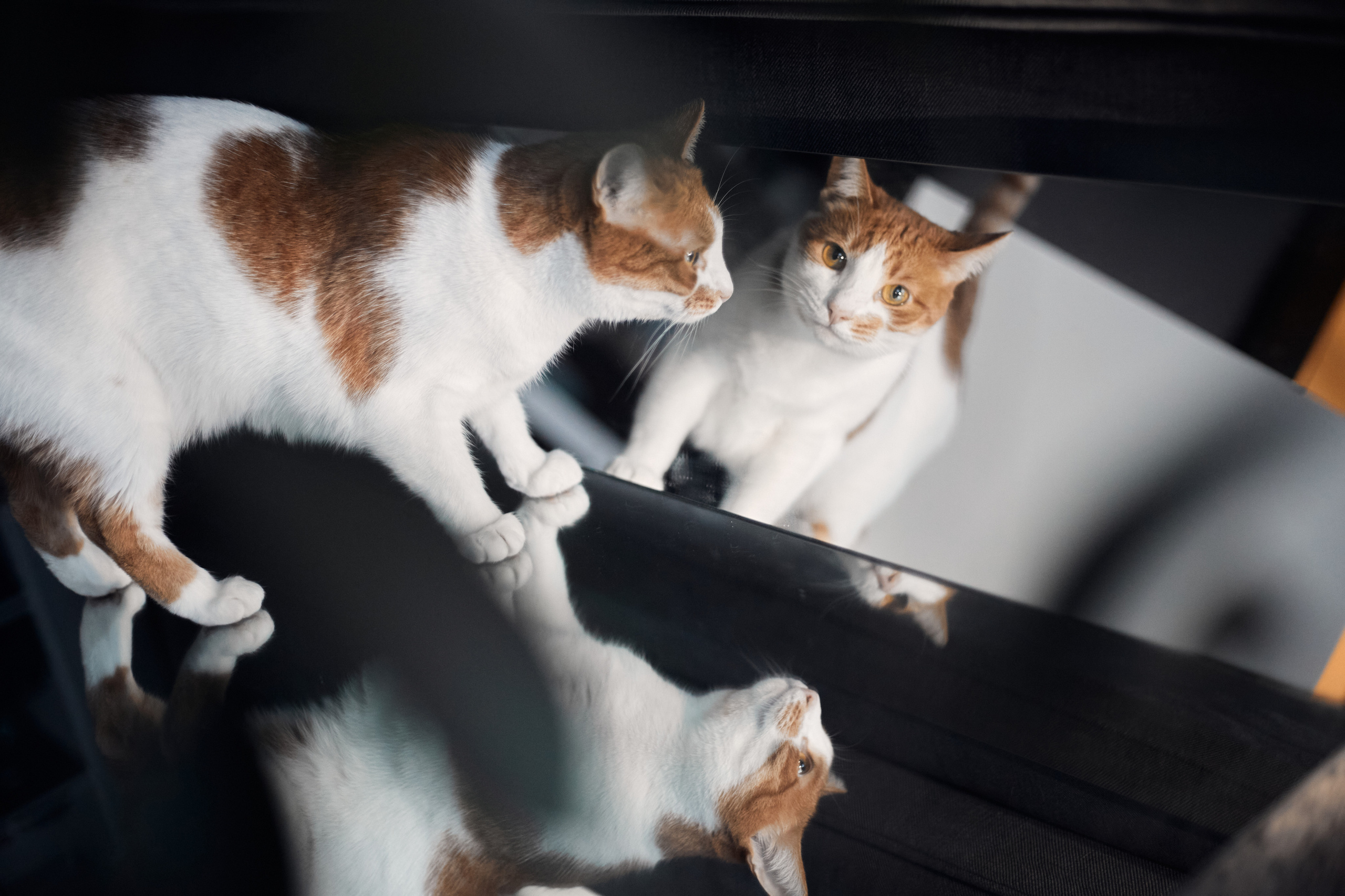 Лиса. Фотограф-анималист Мартынова Анастасия