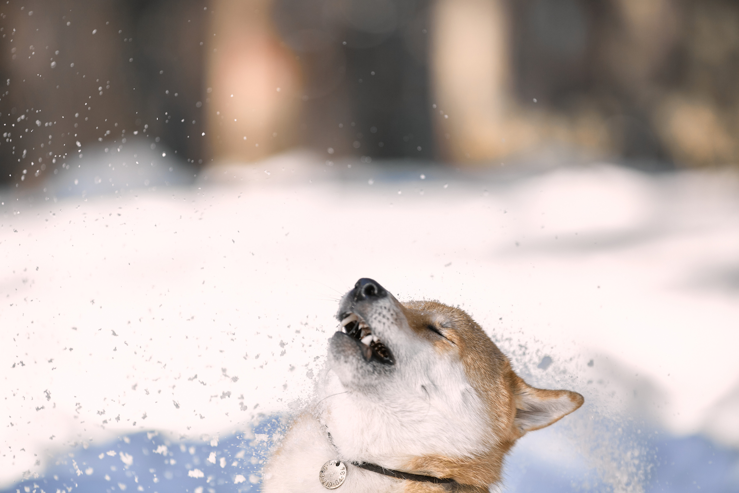 Ирина и Симба. Фотограф-анималист Мартынова Анастасия