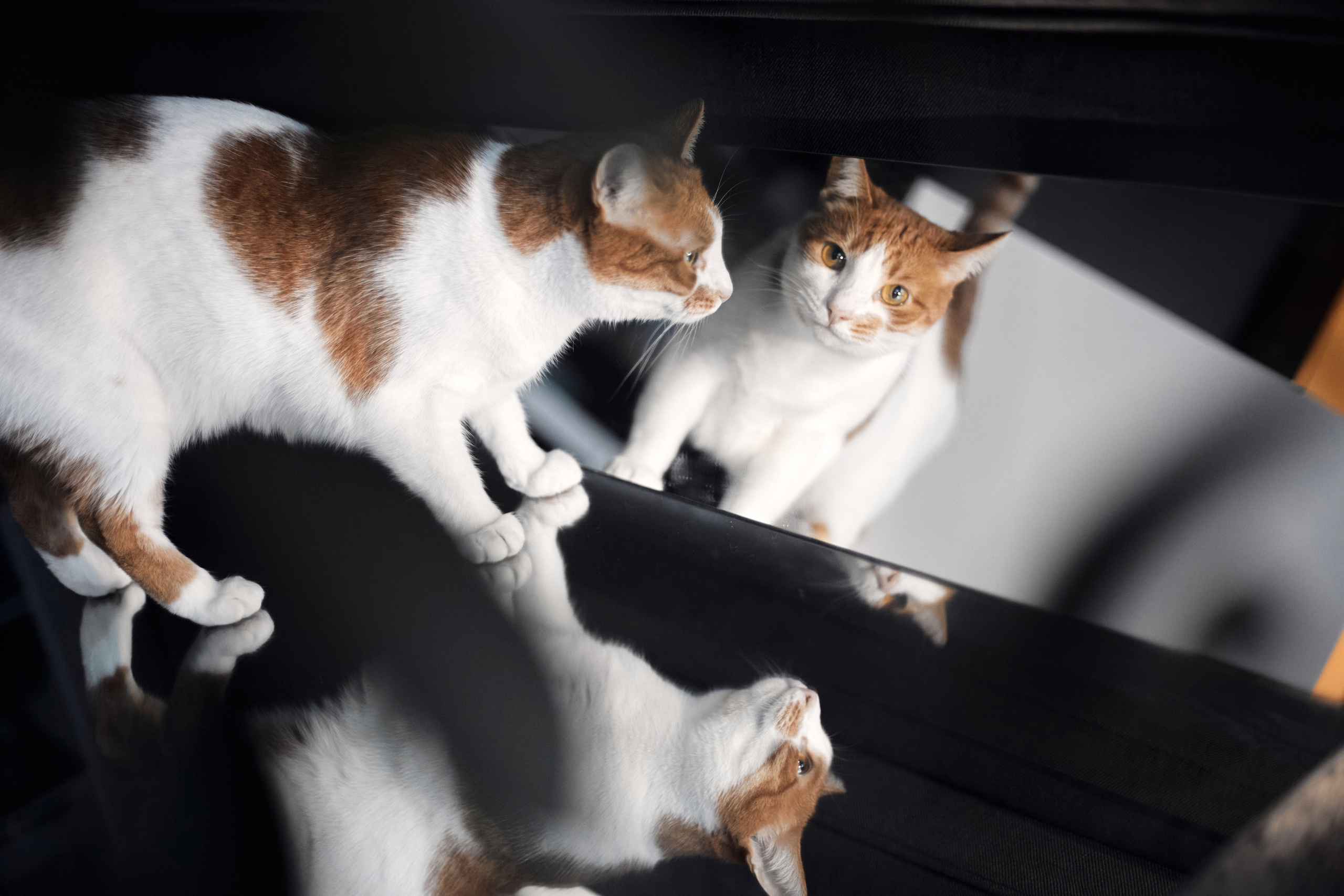 Лиса. Фотограф-анималист Мартынова Анастасия